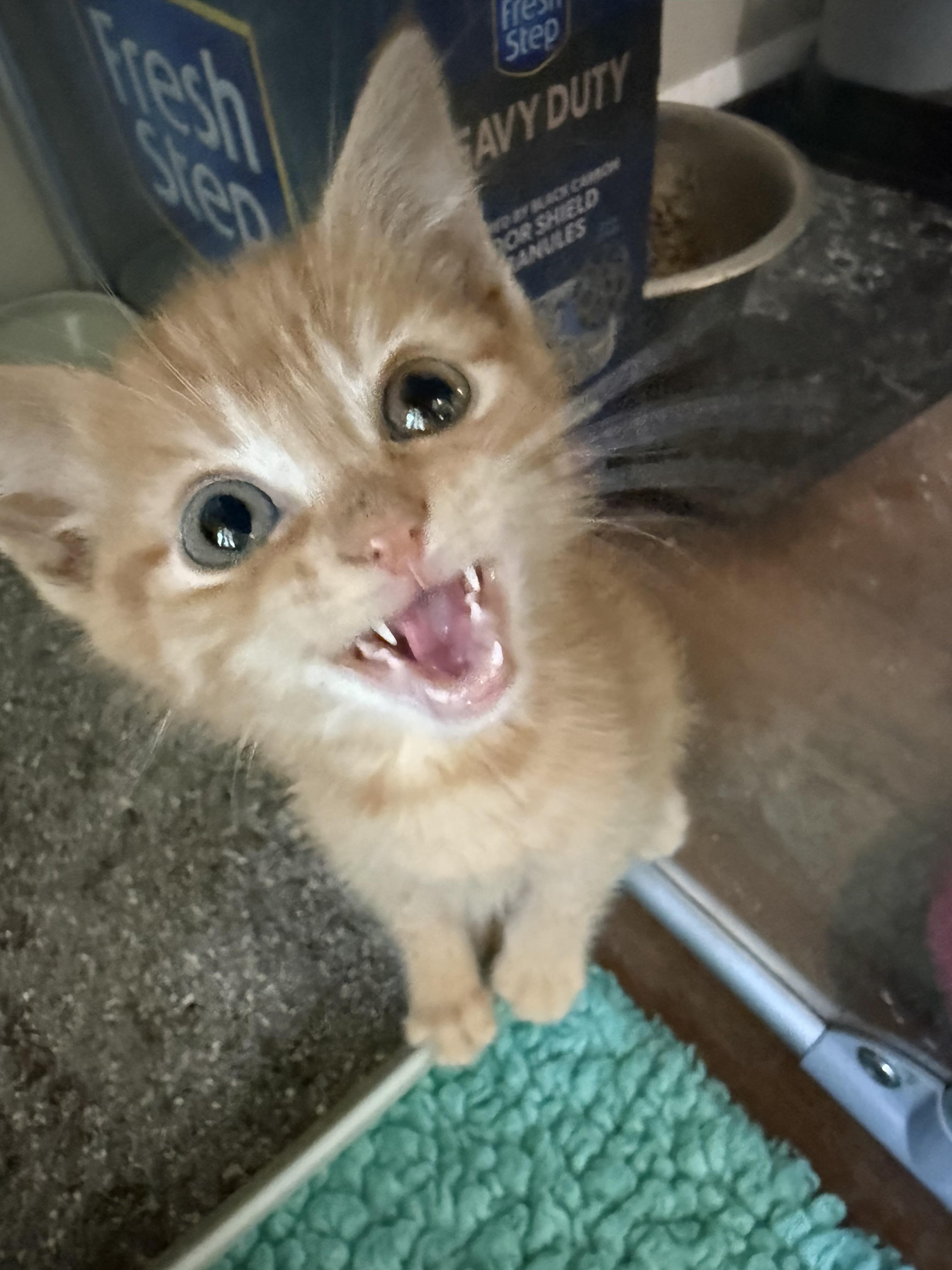 Enlarge Maddox, a Adoptable Domestic Medium Hair in Ellington, MO image 2/4