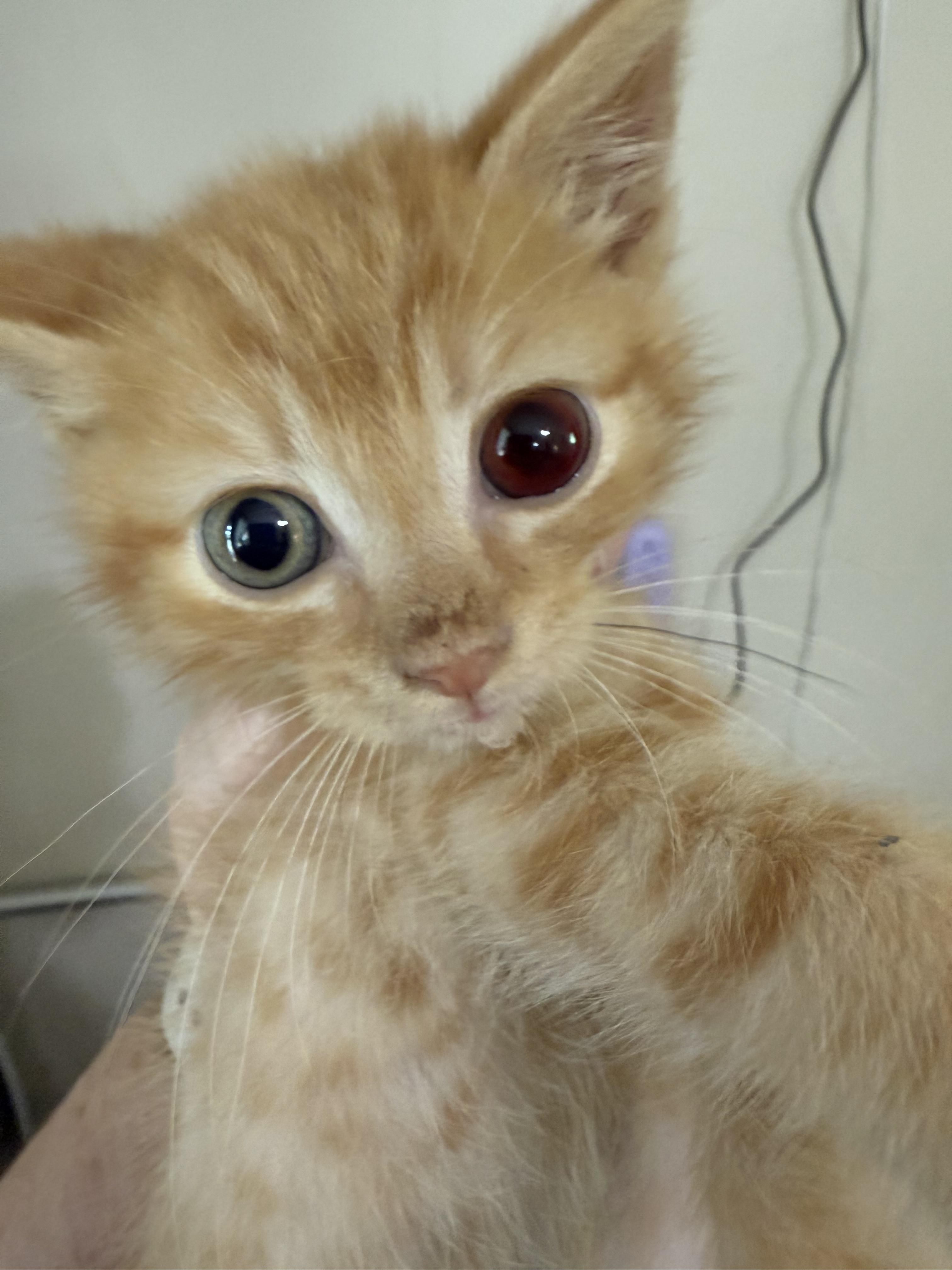 Enlarge Maddox, a Adoptable Domestic Medium Hair in Ellington, MO image 3/4