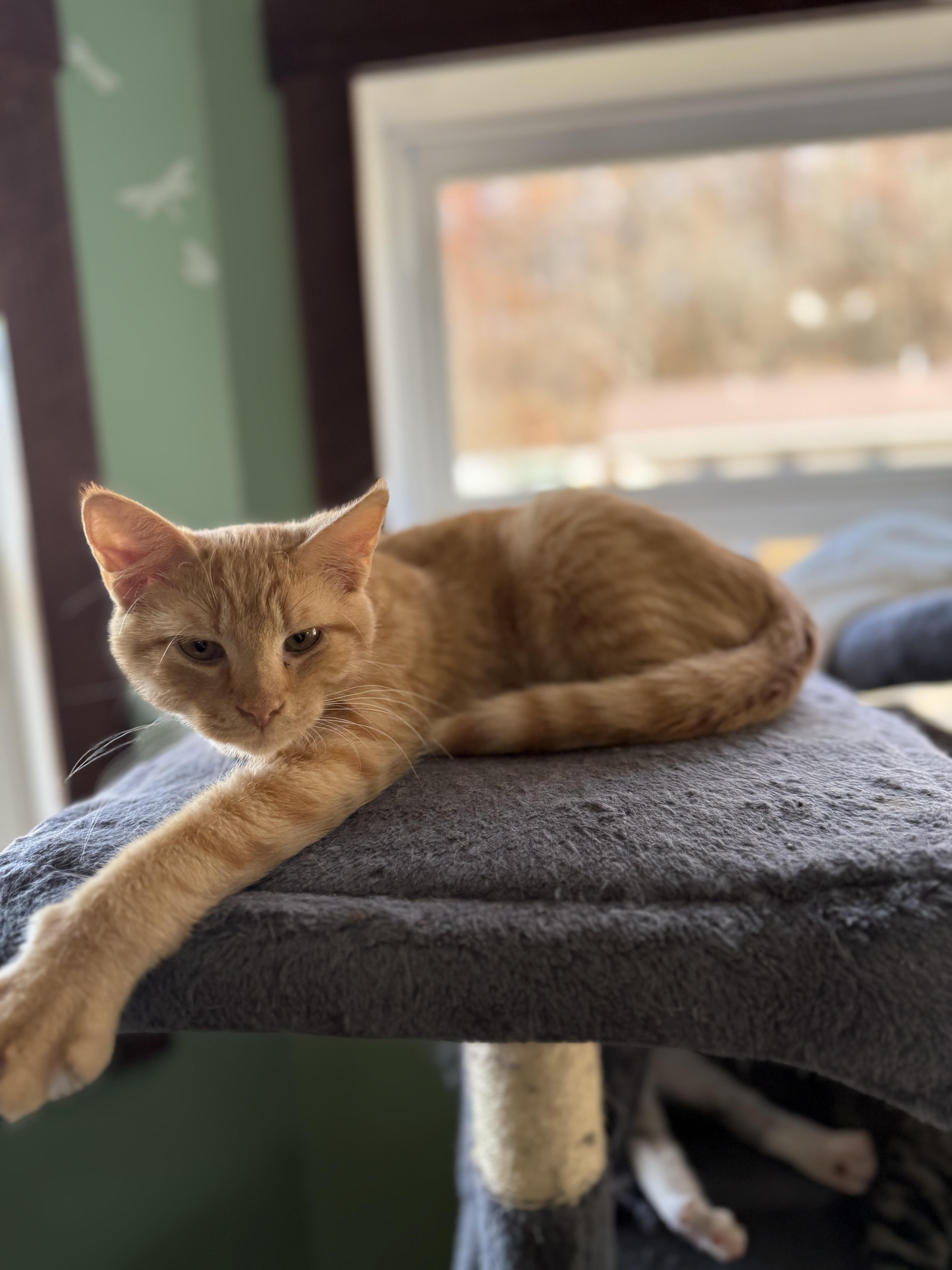 Enlarge Maddox, a Adoptable Domestic Medium Hair in Ellington, MO image 4/4