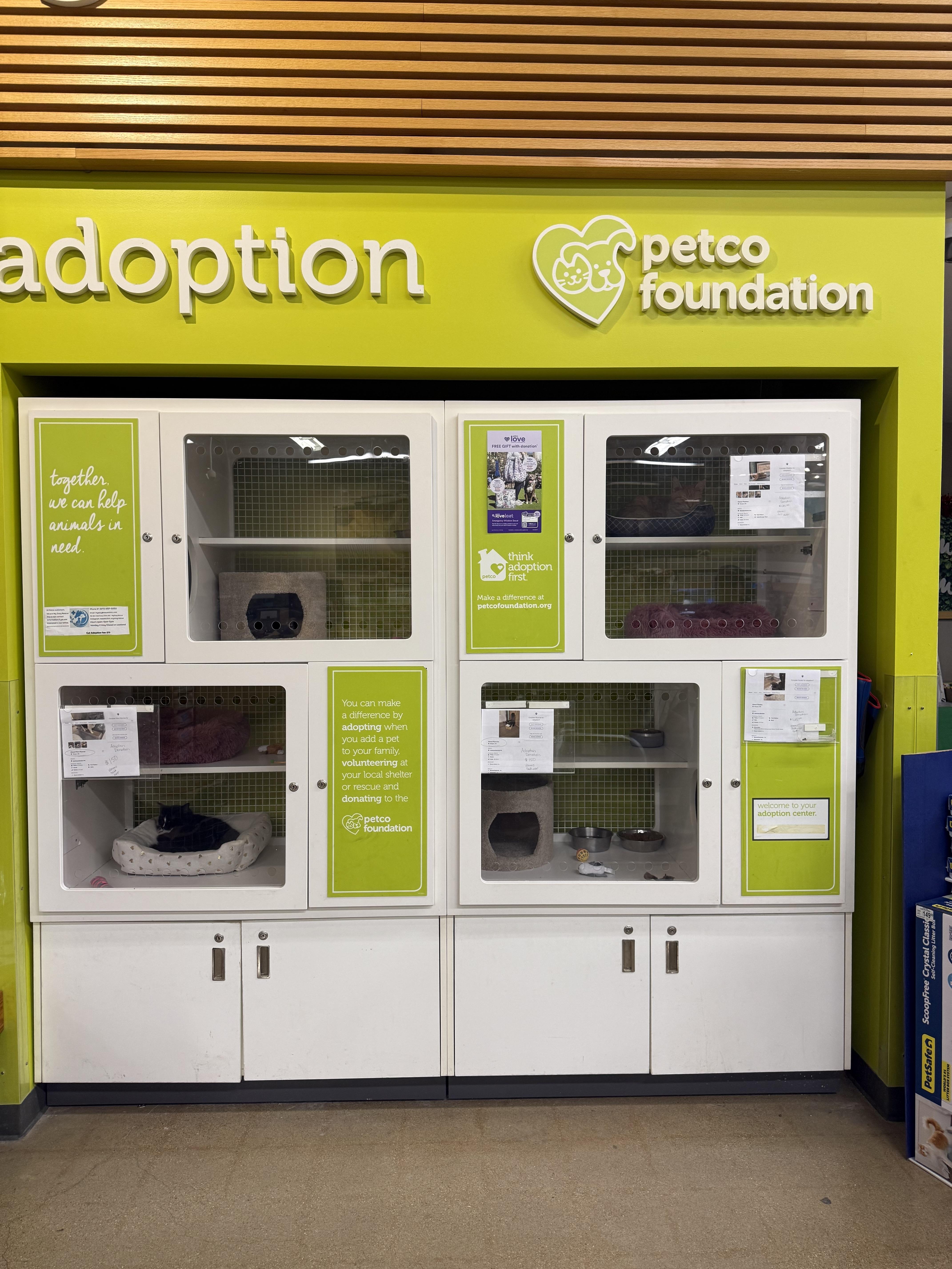 Enlarge Maddox, a Adoptable Domestic Medium Hair in Ellington, MO image 3/6