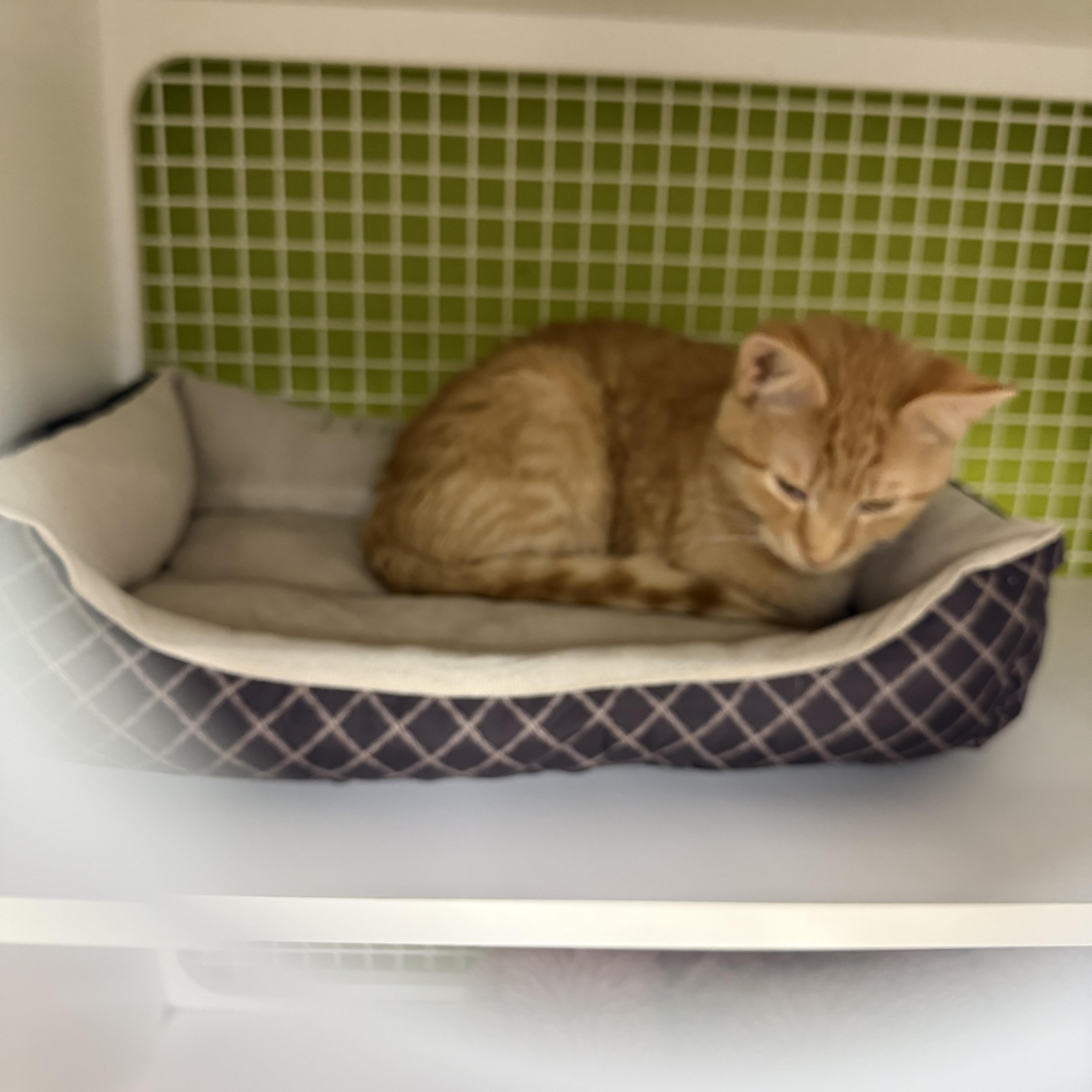 Enlarge Maddox, a Adoptable Domestic Medium Hair in Ellington, MO image 2/6