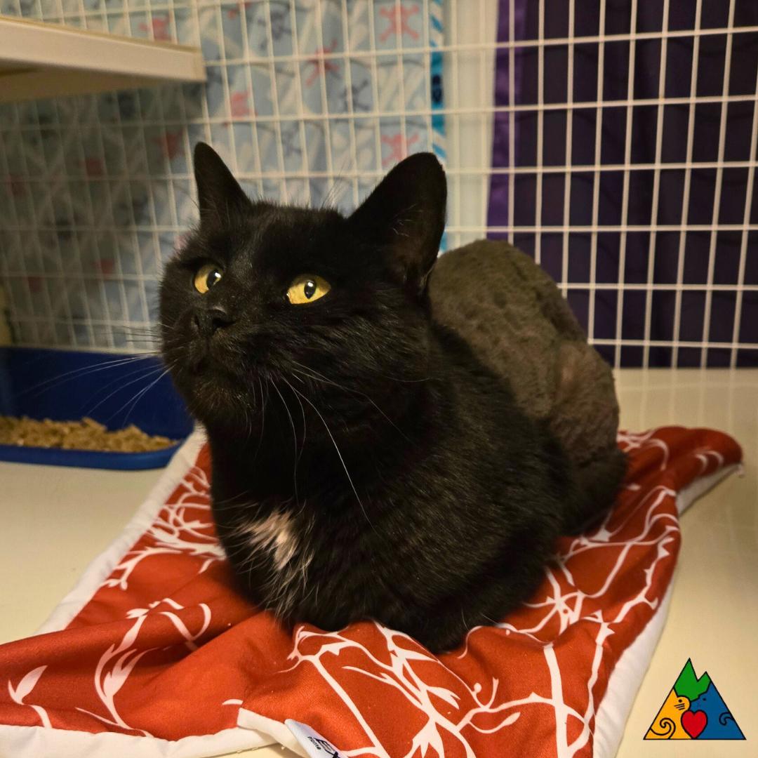 Elvira, ADOPTABLE, Adult Female Manx.