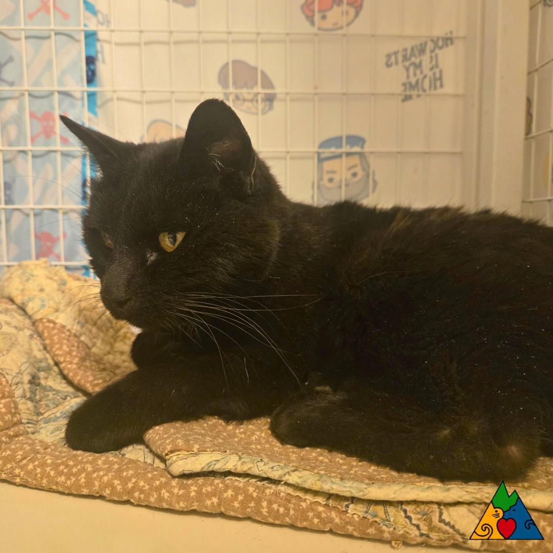 Enlarge Elvira, a ADOPTABLE Manx in Douglas, WY image 4/4