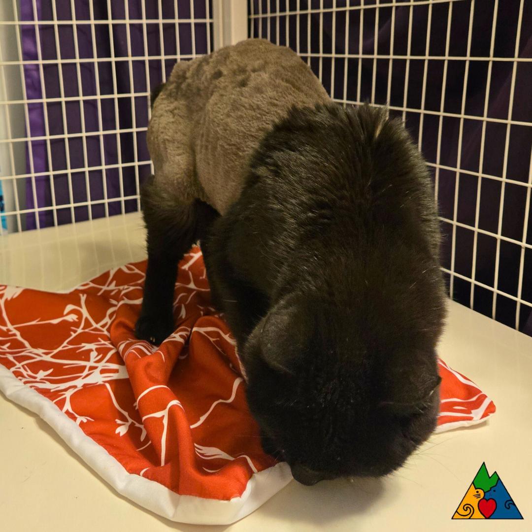 Enlarge Elvira, a ADOPTABLE Manx in Douglas, WY image 3/4