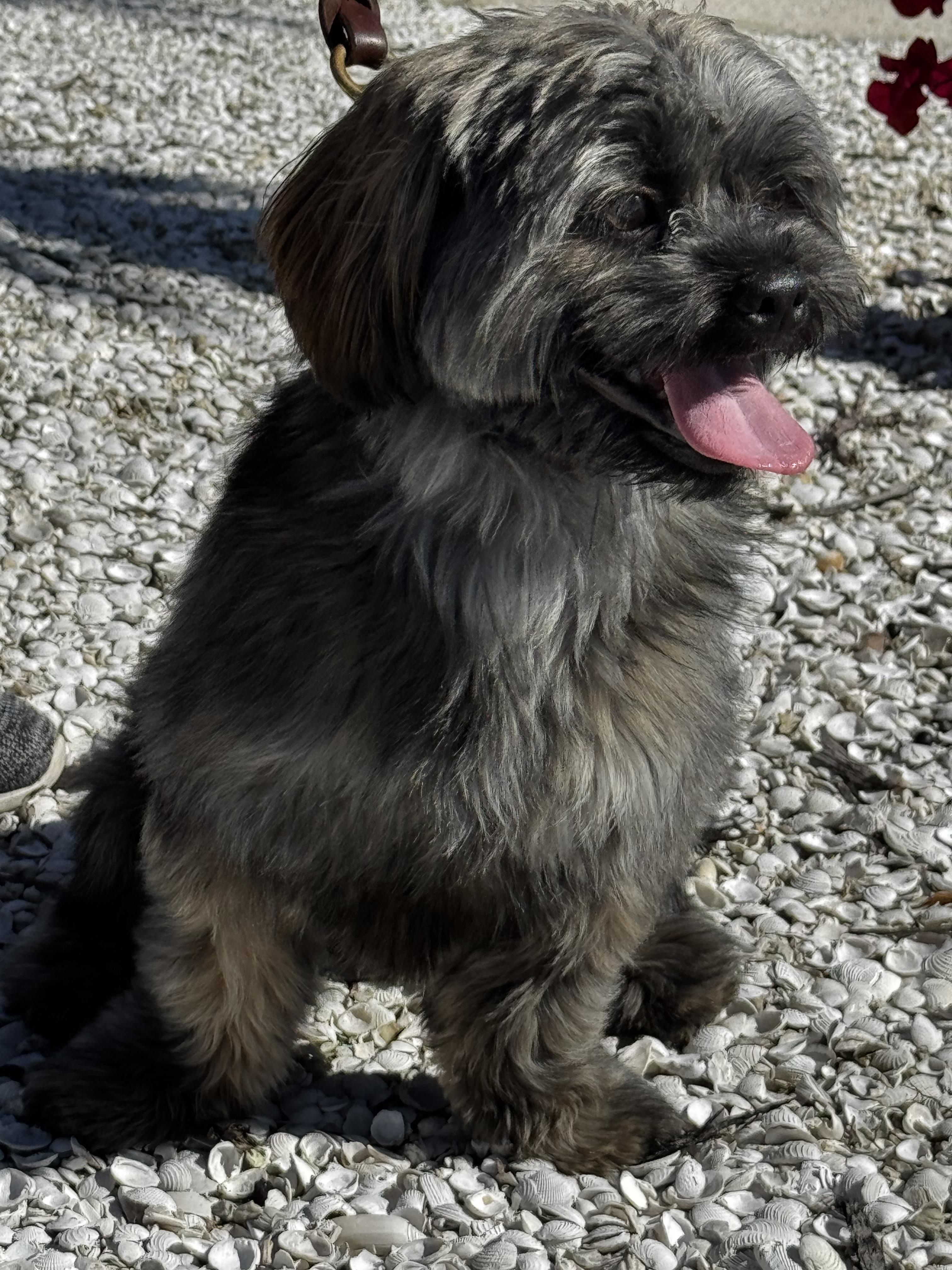 Enlarge Mr. Social...., a ADOPTABLE mixed breed in Fort Myers Beach, FL image 3/3