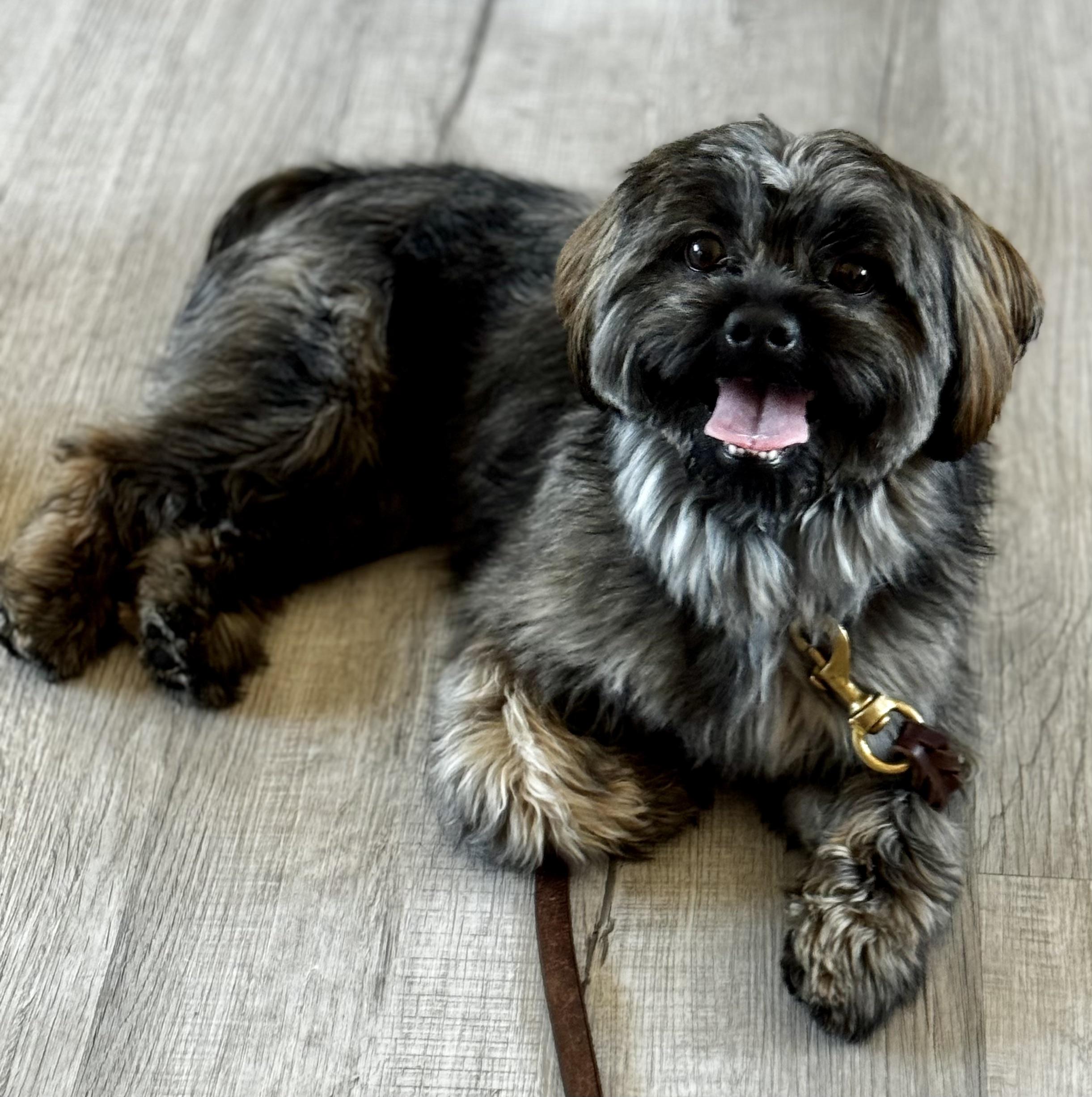 Enlarge Mr. Social...., a ADOPTABLE mixed breed in Fort Myers Beach, FL image 1/3