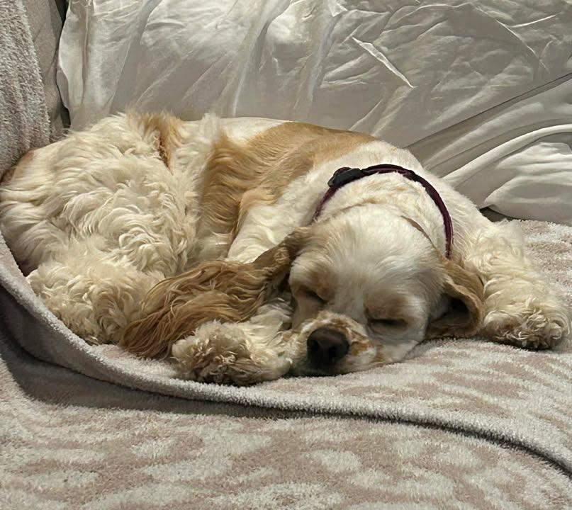 Mollie , adoptable, Adult Female Cocker Spaniel.