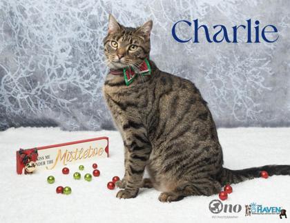 Charlie, Adoptable, Adult Male Domestic Short Hair & Domestic Short Hair.
