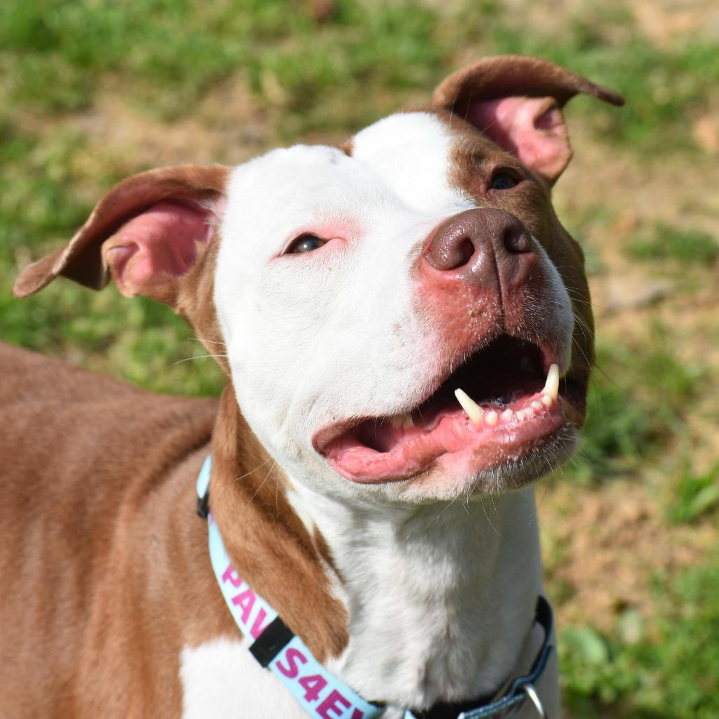 Emma, Adoptable, Adult Female Mixed Breed.