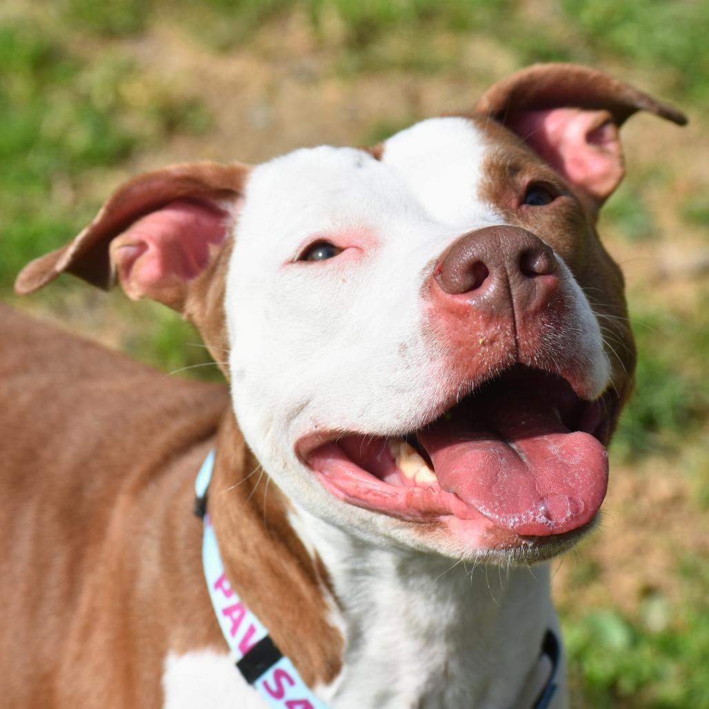 Enlarge Emma, a Adoptable Mixed Breed in Mebane, NC image 2/5