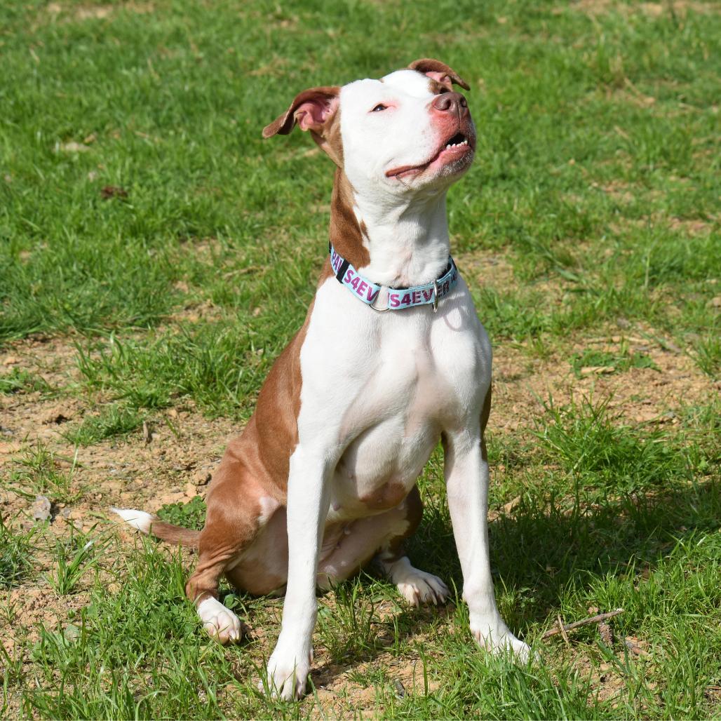 Enlarge Emma, a Adoptable Mixed Breed in Mebane, NC image 3/5