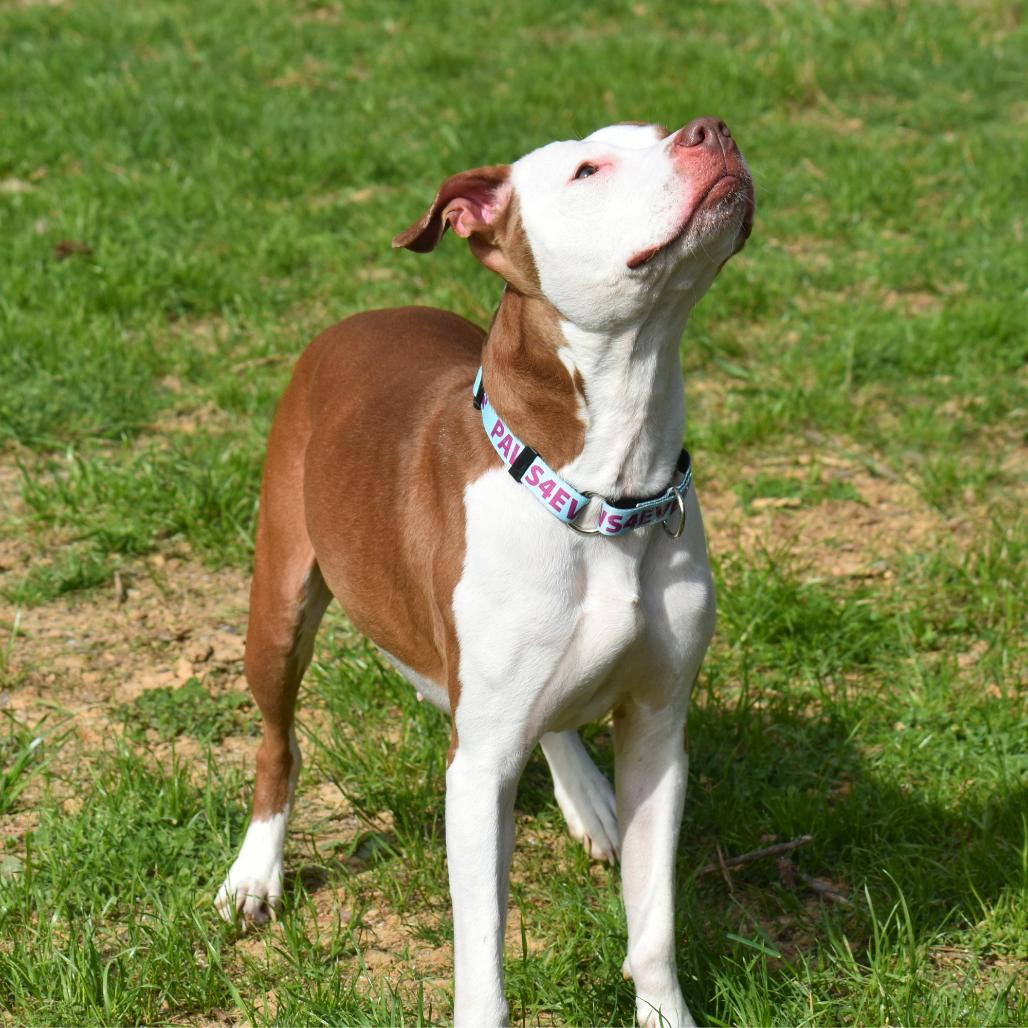Enlarge Emma, a Adoptable Mixed Breed in Mebane, NC image 4/5