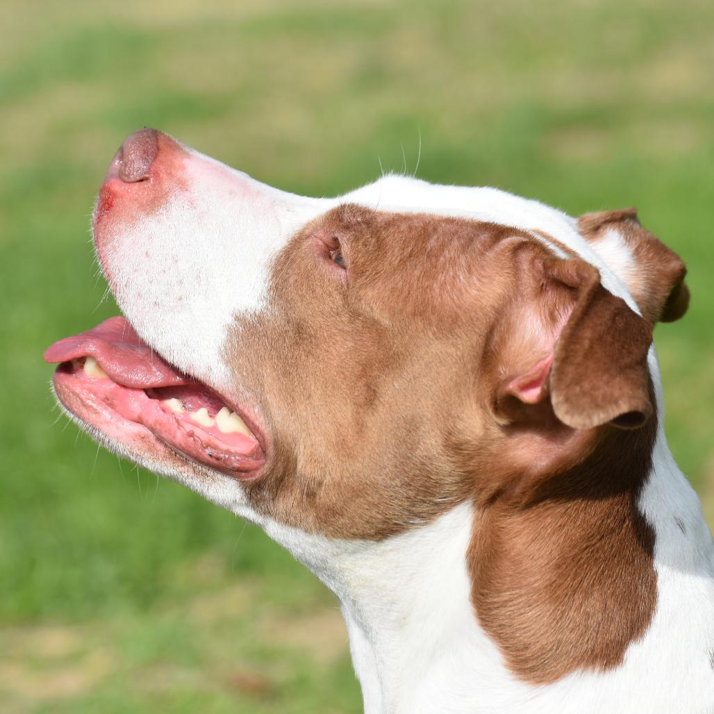 Enlarge Emma, a Adoptable Mixed Breed in Mebane, NC image 5/5