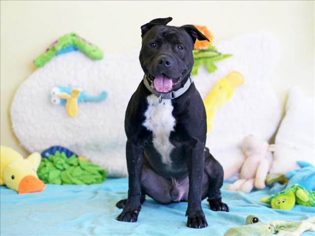 KNOT, Adoptable, Adult Male American Staffordshire Terrier.