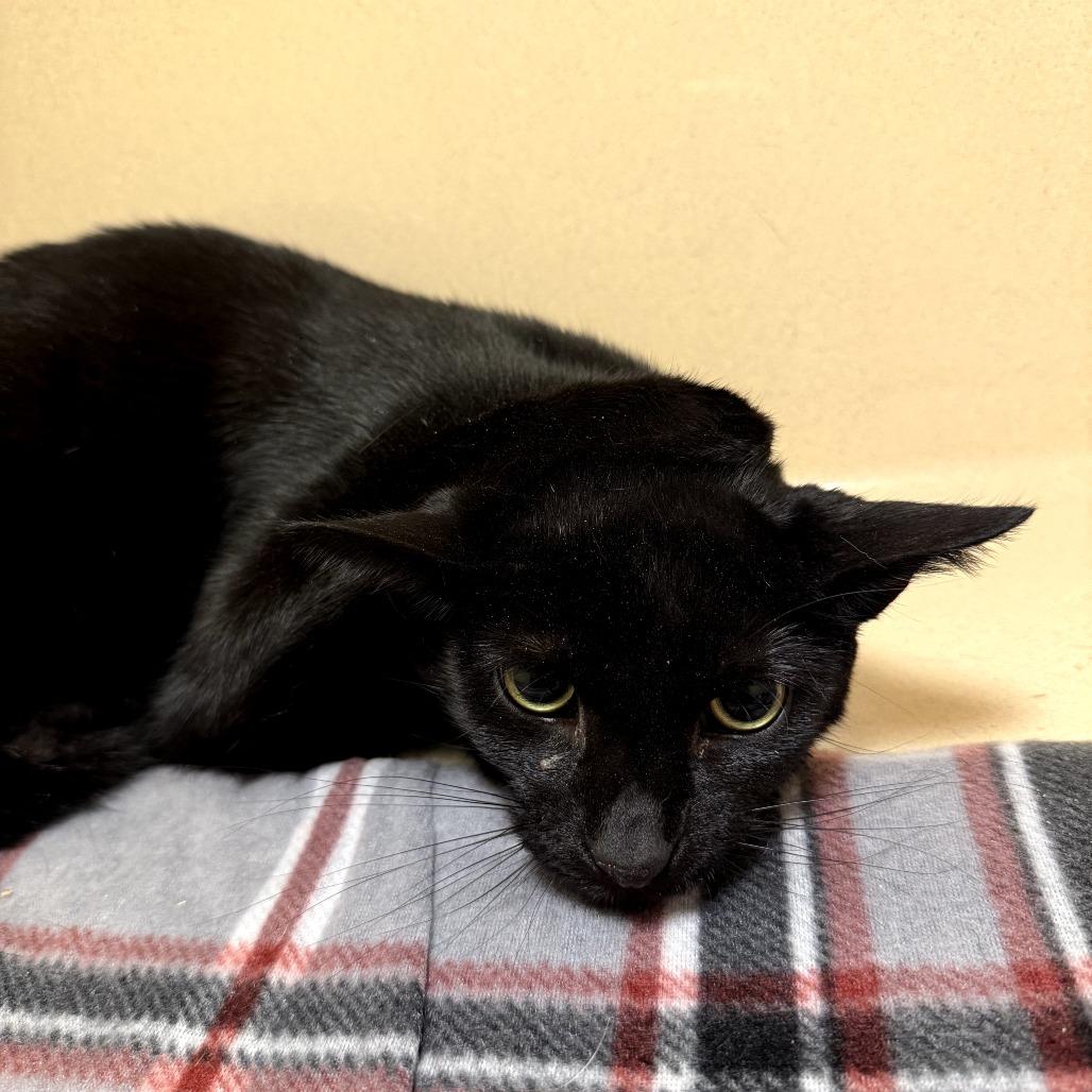 Enlarge Alvin, a Adoptable Domestic Medium Hair in Beckley, WV image 1/1