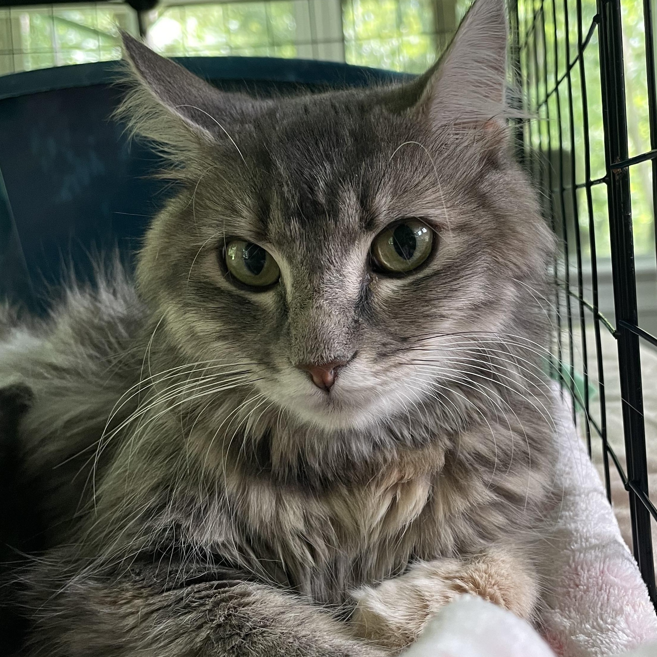Enlarge Beth, a Adoptable Domestic Medium Hair in lititz, PA image 3/3