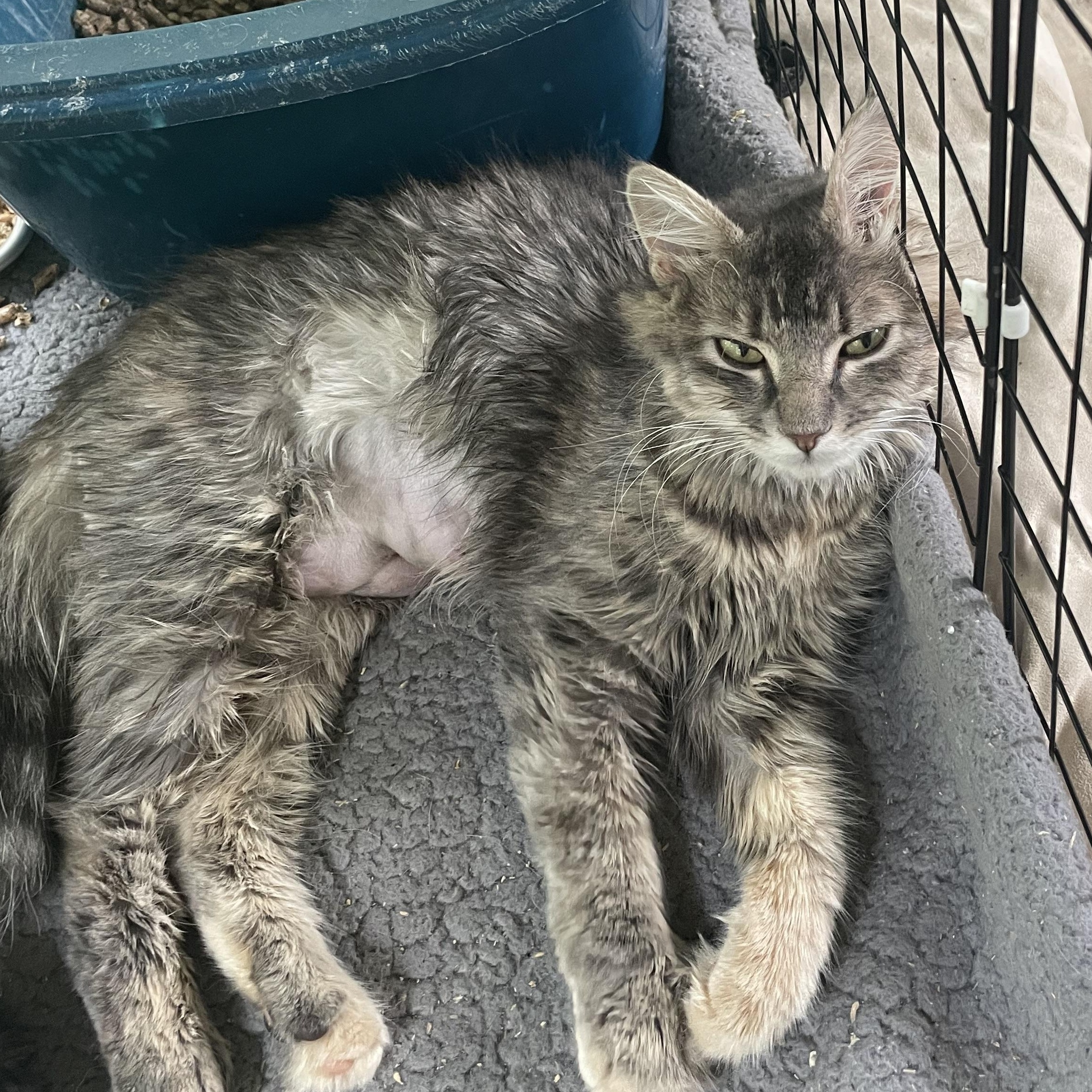 Enlarge Beth, a Adoptable Domestic Medium Hair in lititz, PA image 1/3