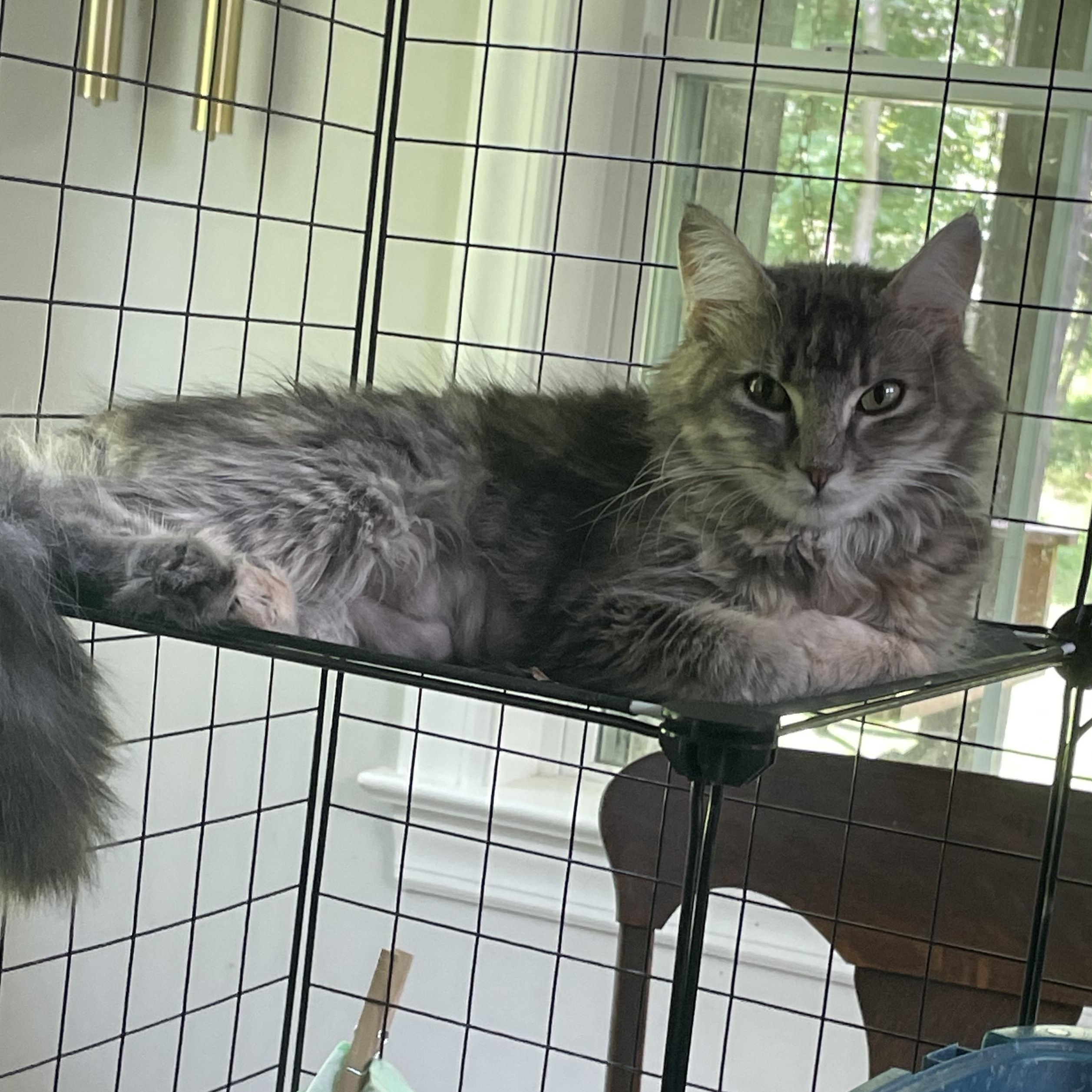 Enlarge Beth, a Adoptable Domestic Medium Hair in lititz, PA image 2/3