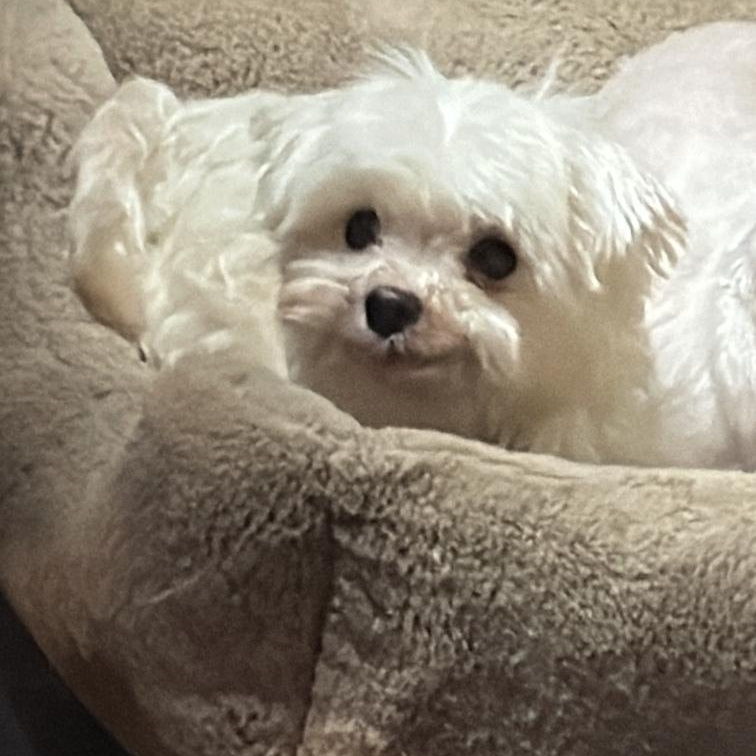 Snowbird, ADOPTABLE, Senior Female Maltese.