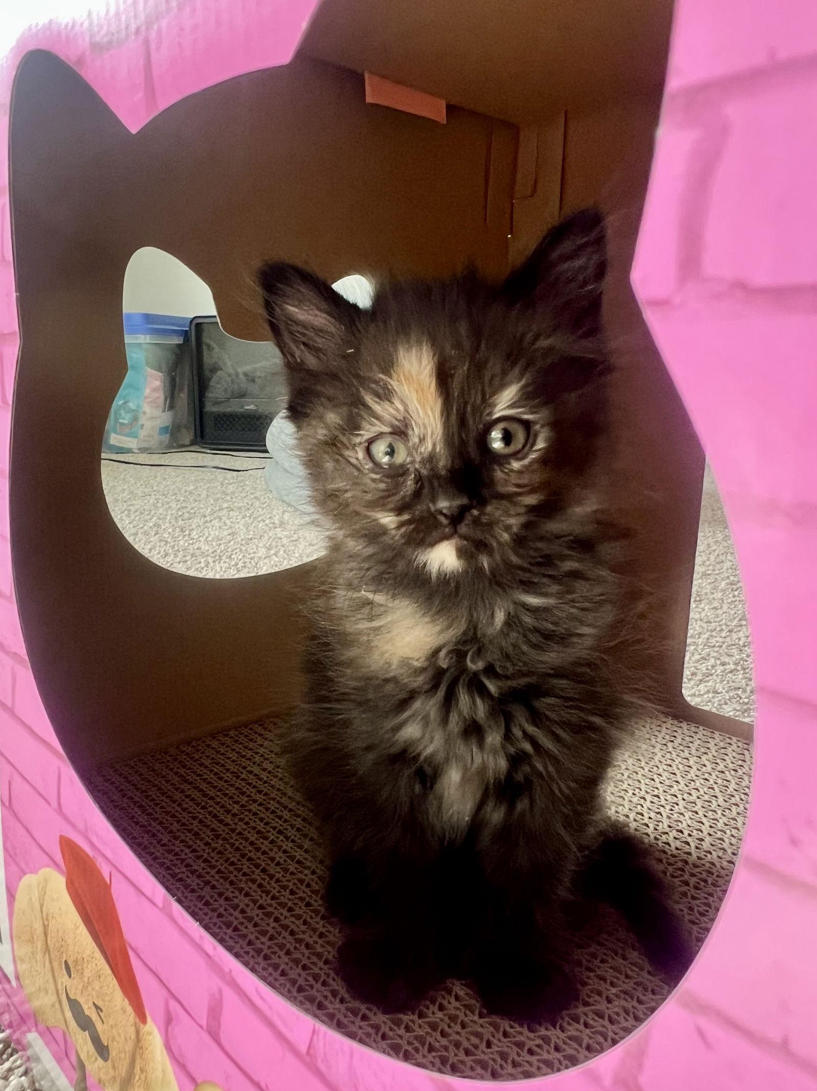 Enlarge Kyra, a Adopted Domestic Short Hair in Pittsburgh, PA image 1/3