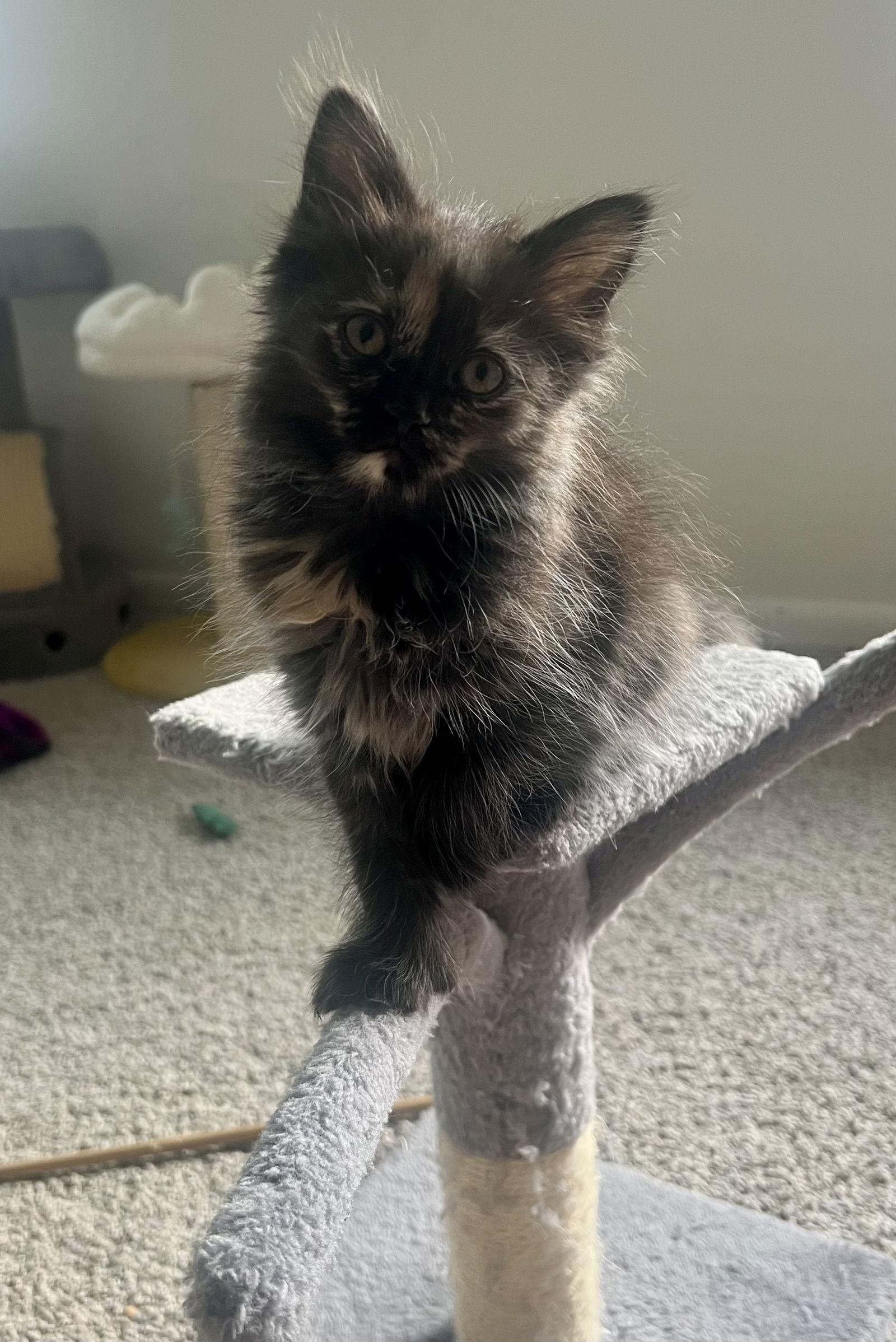 Enlarge Kyra, a Adopted Domestic Short Hair in Pittsburgh, PA image 2/3