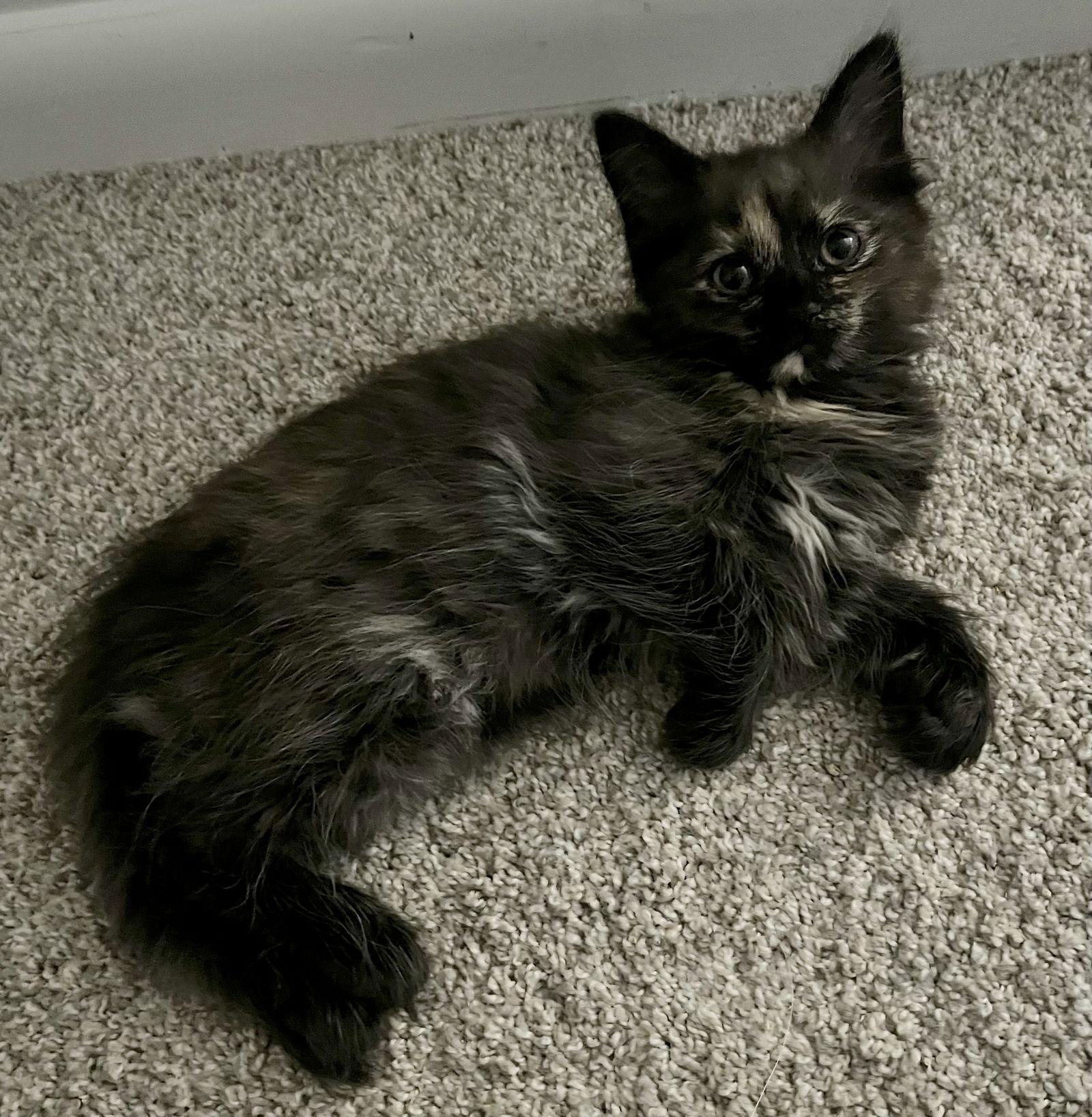 Enlarge Kyra, a Adopted Domestic Short Hair in Pittsburgh, PA image 3/3