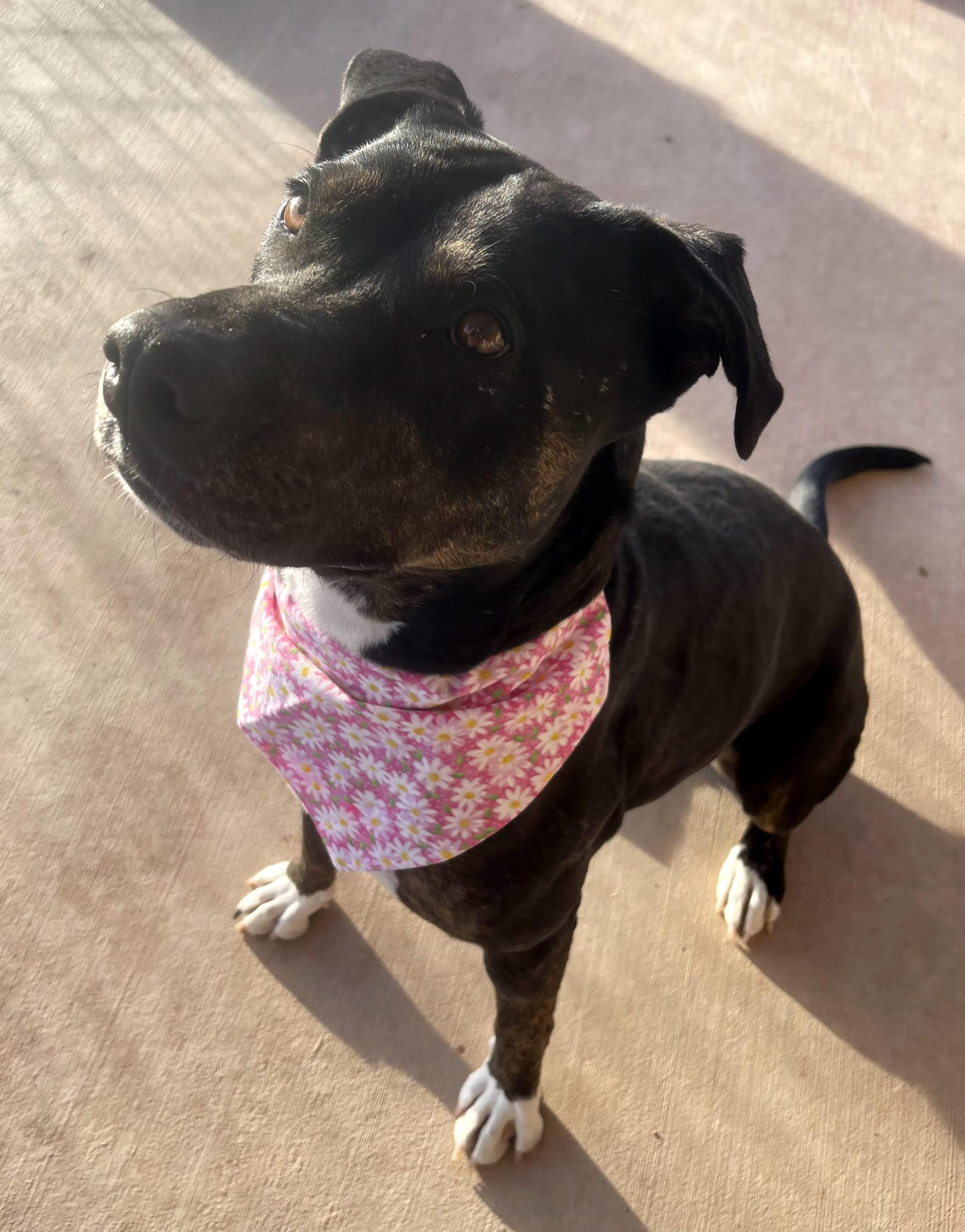 Enlarge **DAISY *Please read bio below, a Adoptable Pit Bull Terrier in Los Lunas , NM image 1/6