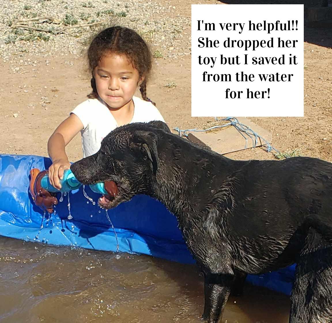 **DAISY *Please read bio below, a Adoptable Pit Bull Terrier in Los Lunas , NM image 6/6