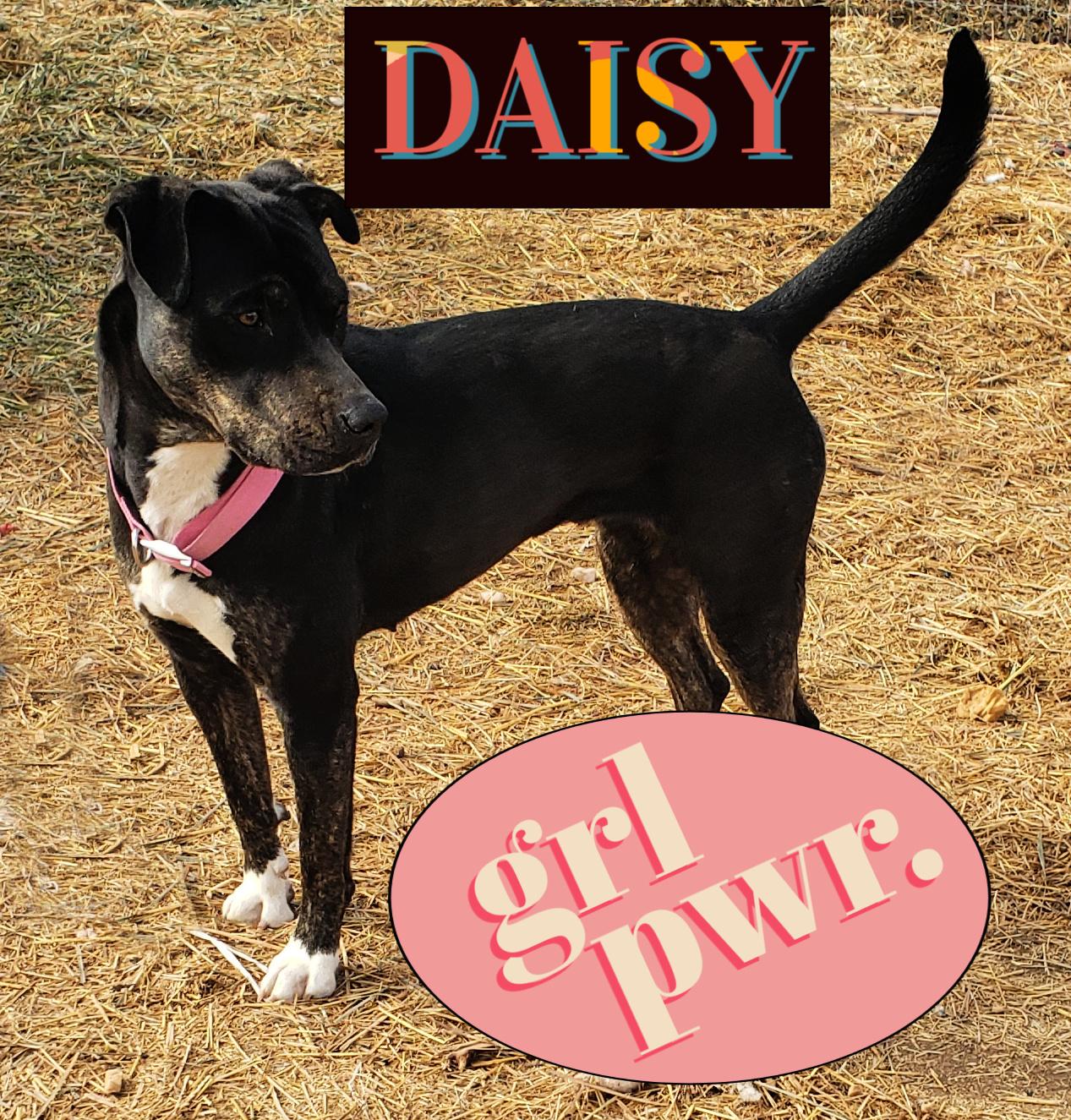 **DAISY *Please read bio below, a Adoptable Pit Bull Terrier in Los Lunas , NM image 1/6
