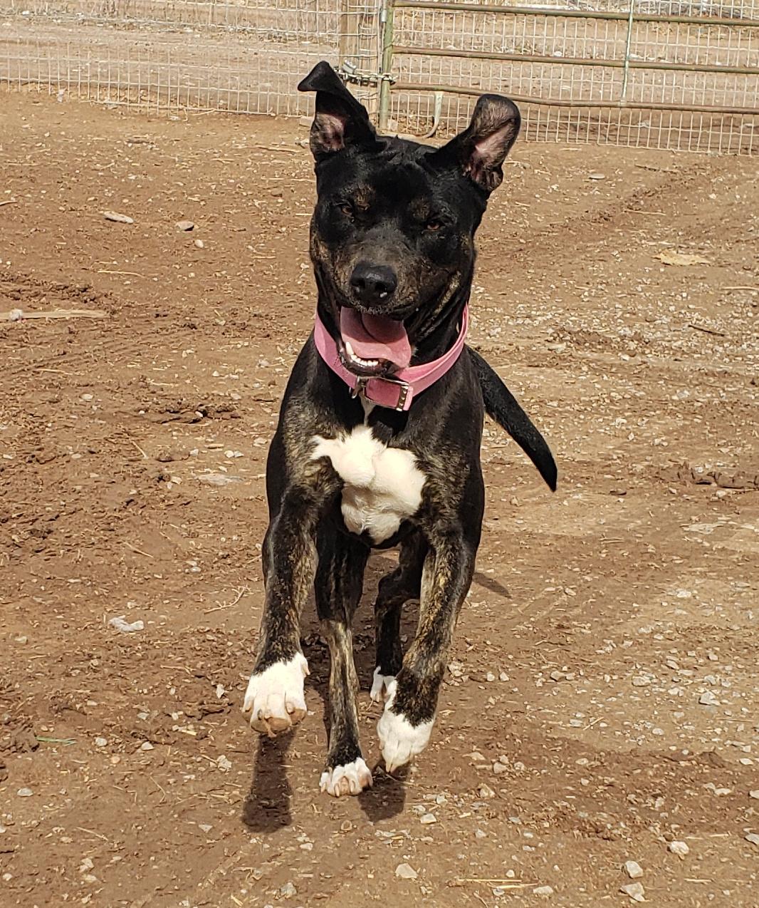 **DAISY *Please read bio below, a Adoptable Pit Bull Terrier in Los Lunas , NM image 5/6