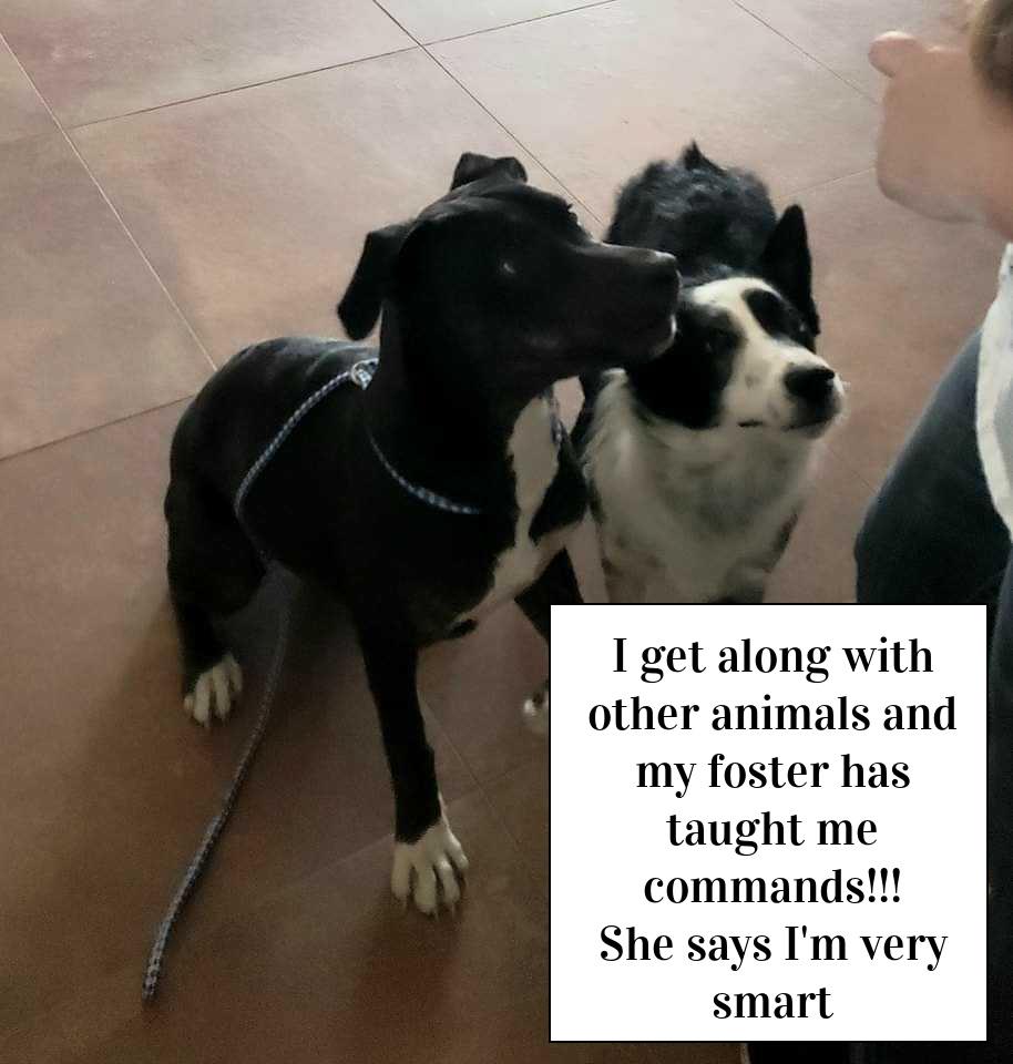 **DAISY *Please read bio below, a Adoptable Pit Bull Terrier in Los Lunas , NM image 4/6