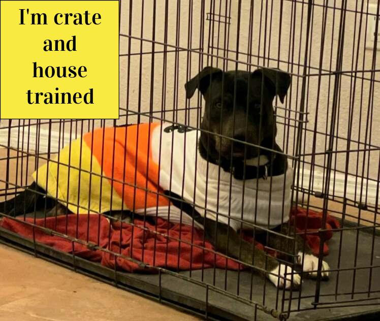 **DAISY *Please read bio below, a Adoptable Pit Bull Terrier in Los Lunas , NM image 3/6