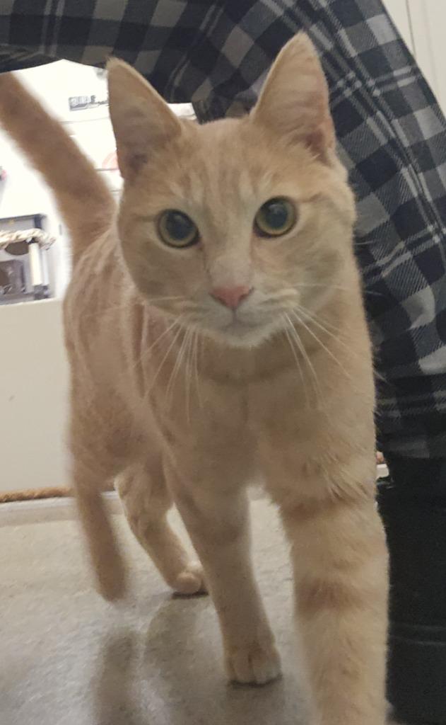 Hank, Adoptable, Young Male Domestic Short Hair.