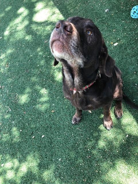 Enlarge Ruger, a Adoptable mixed breed in Windcrest, TX image 4/4
