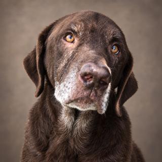 Ruger, Adoptable, Adult Male Chocolate Labrador Retriever.