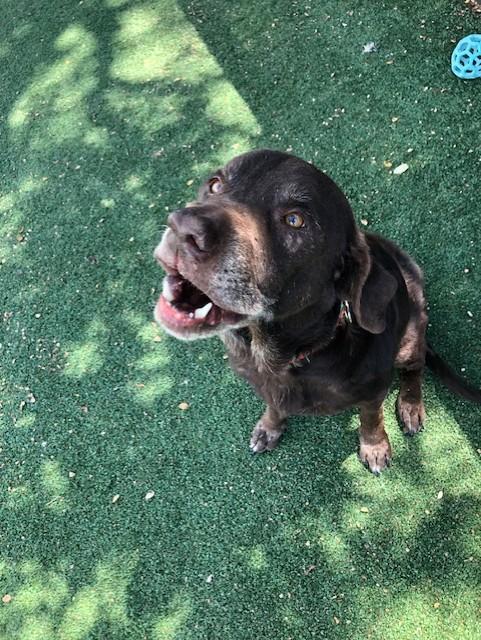 Enlarge Ruger, a Adoptable mixed breed in Windcrest, TX image 2/4