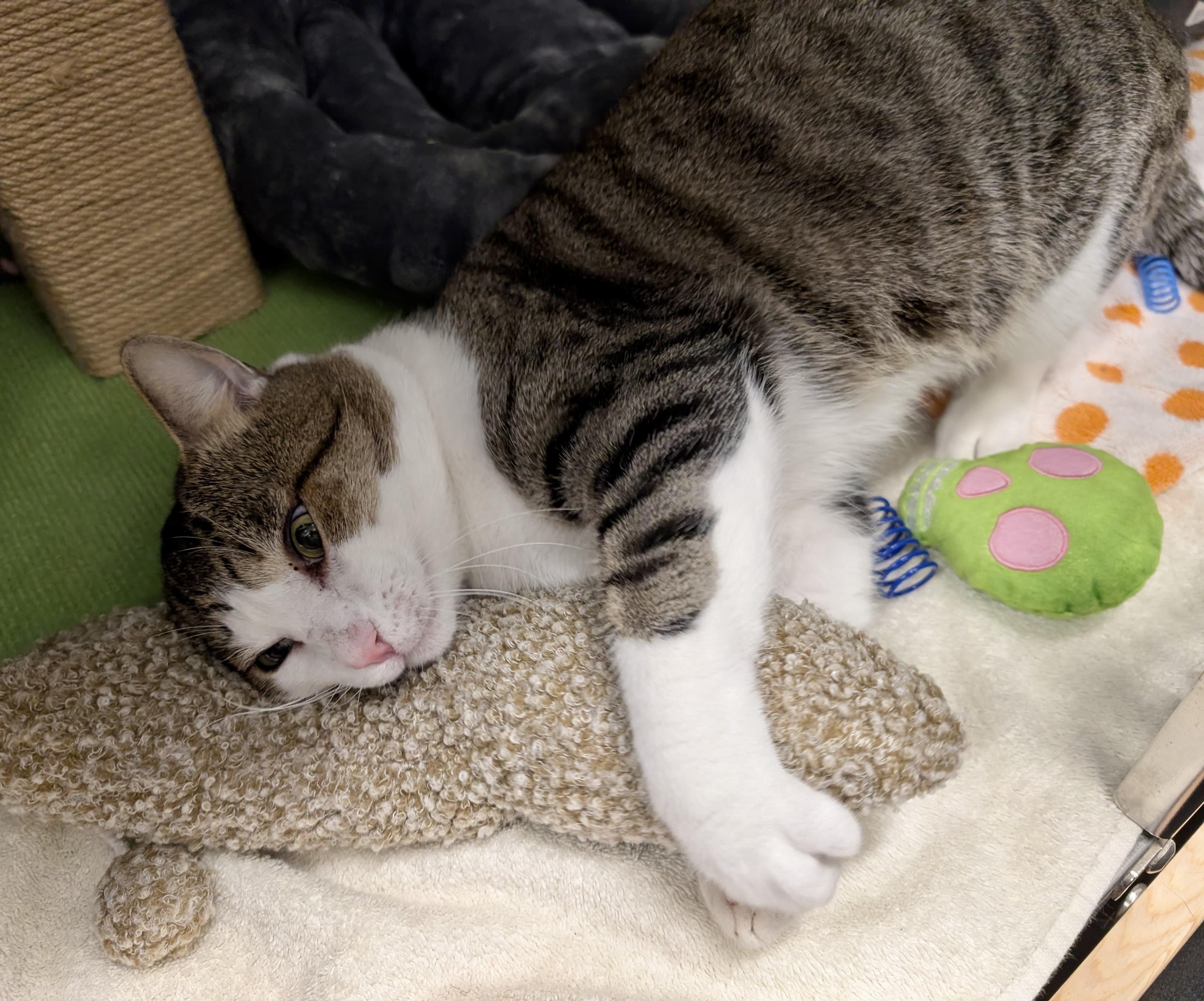 Enlarge Mr. Doodlesworth, a Adoptable Tabby in San Juan Capistrano, CA image 4/4