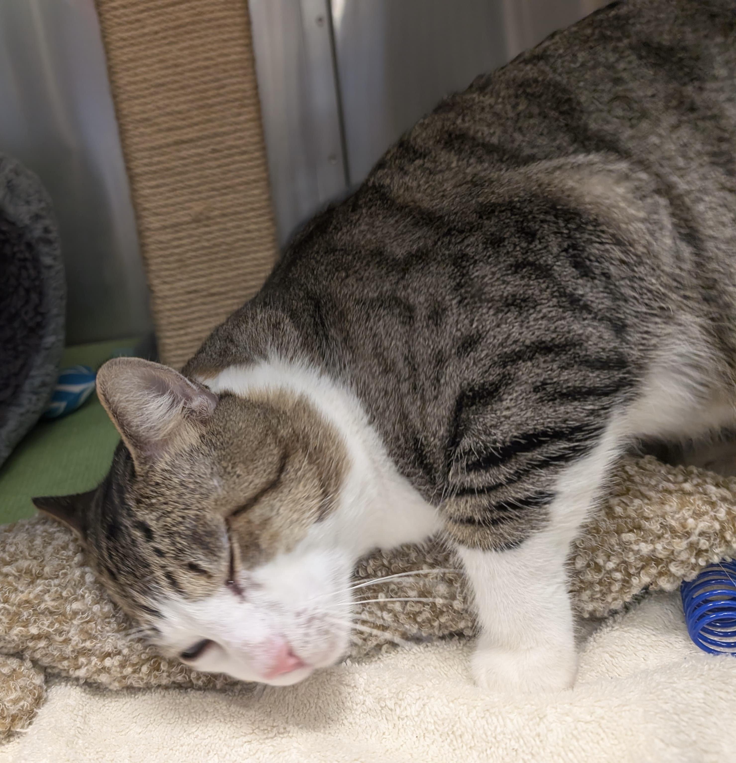 Enlarge Mr. Doodlesworth, a Adoptable Tabby in San Juan Capistrano, CA image 2/4