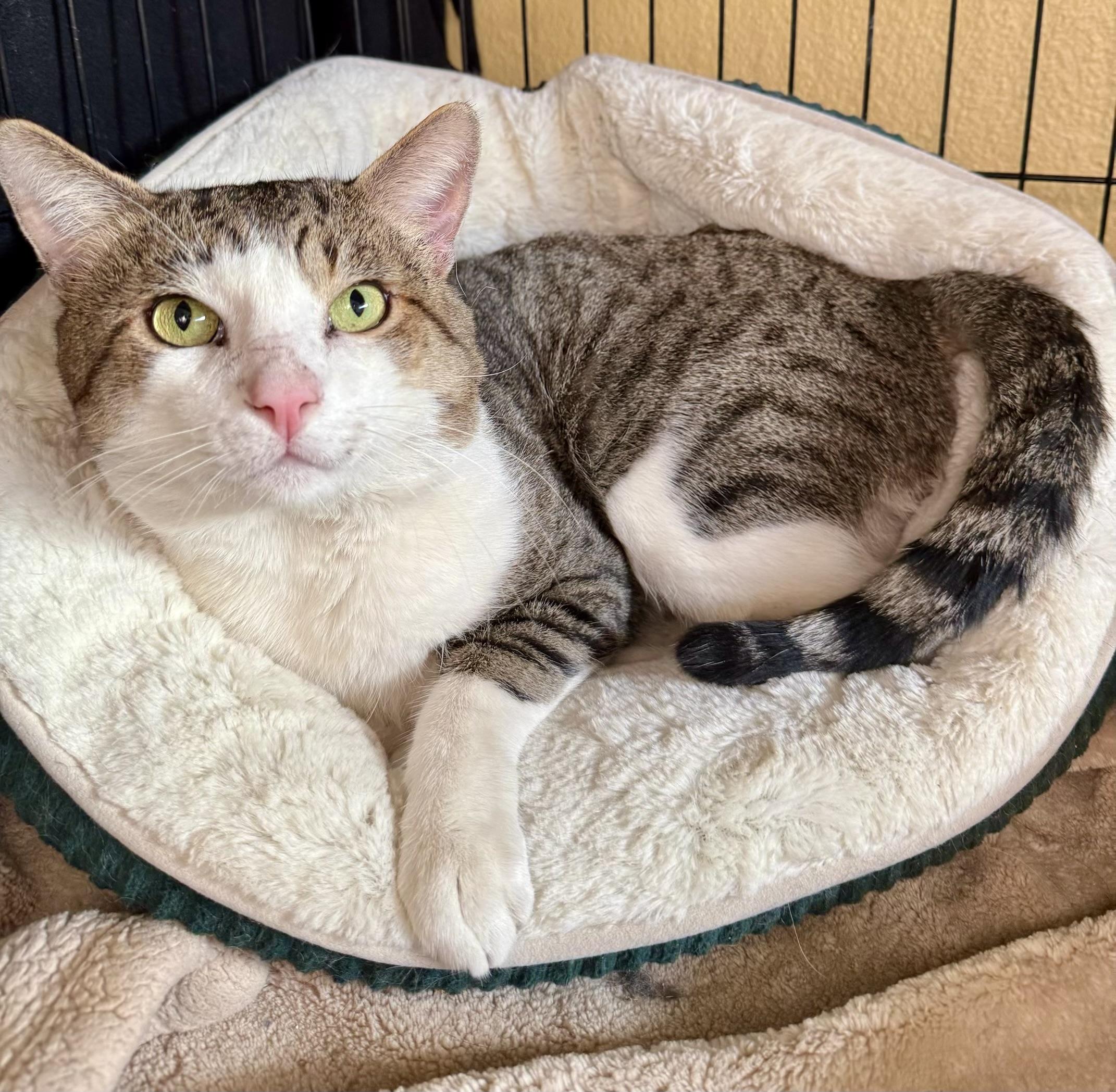 Enlarge Mr. Doodlesworth, a Adoptable Tabby in San Juan Capistrano, CA image 1/4
