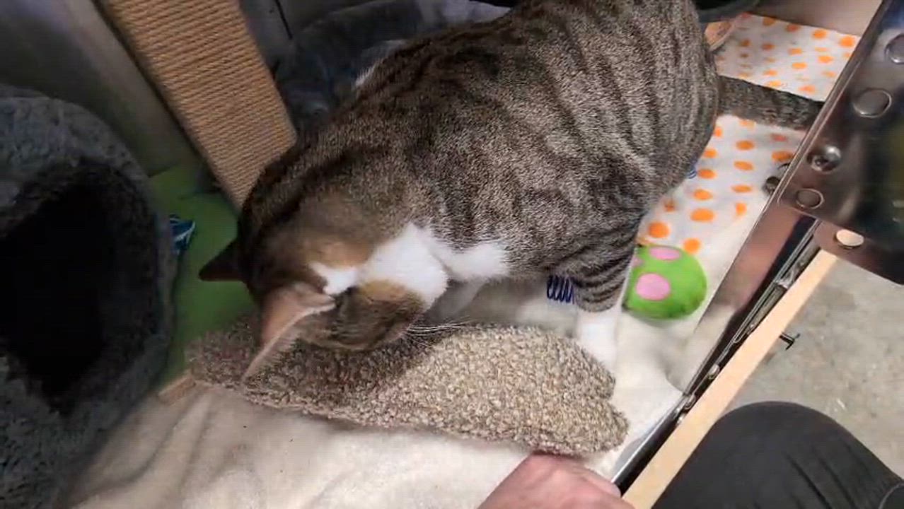 Enlarge Mr. Doodlesworth, a Adoptable Tabby in San Juan Capistrano, CA video 3/4