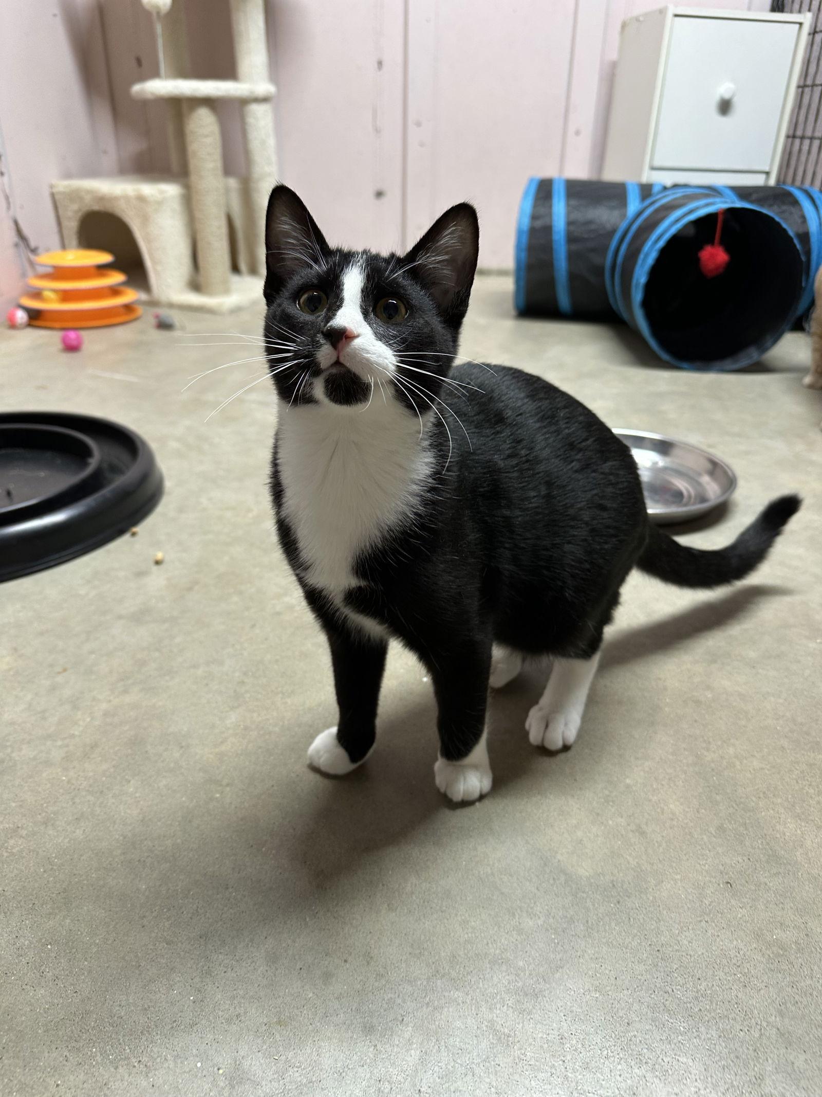 Enlarge Calvin, a Adoptable Domestic Short Hair in Stover, MO image 1/3
