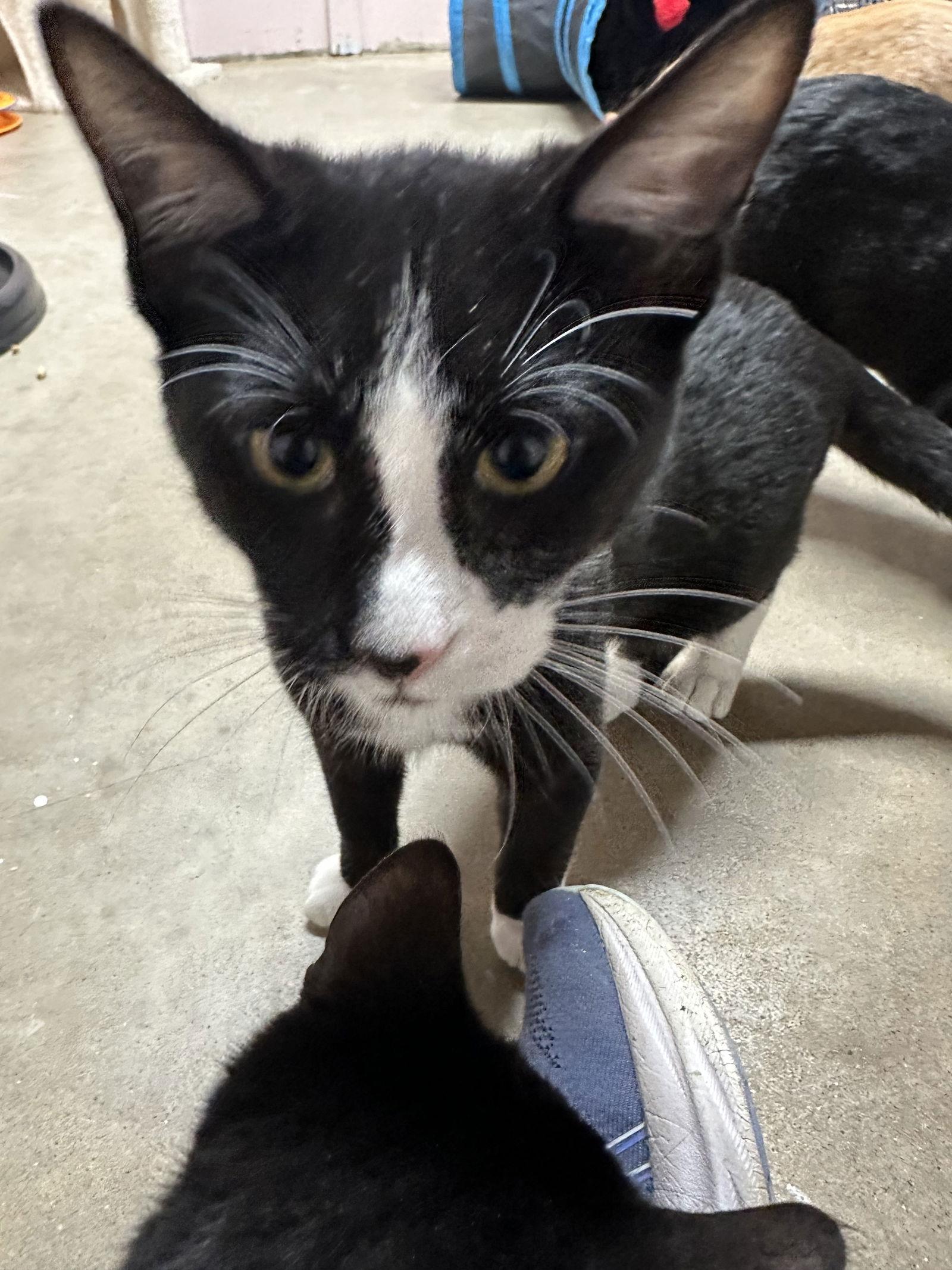 Enlarge Calvin, a Adoptable Domestic Short Hair in Stover, MO image 2/3