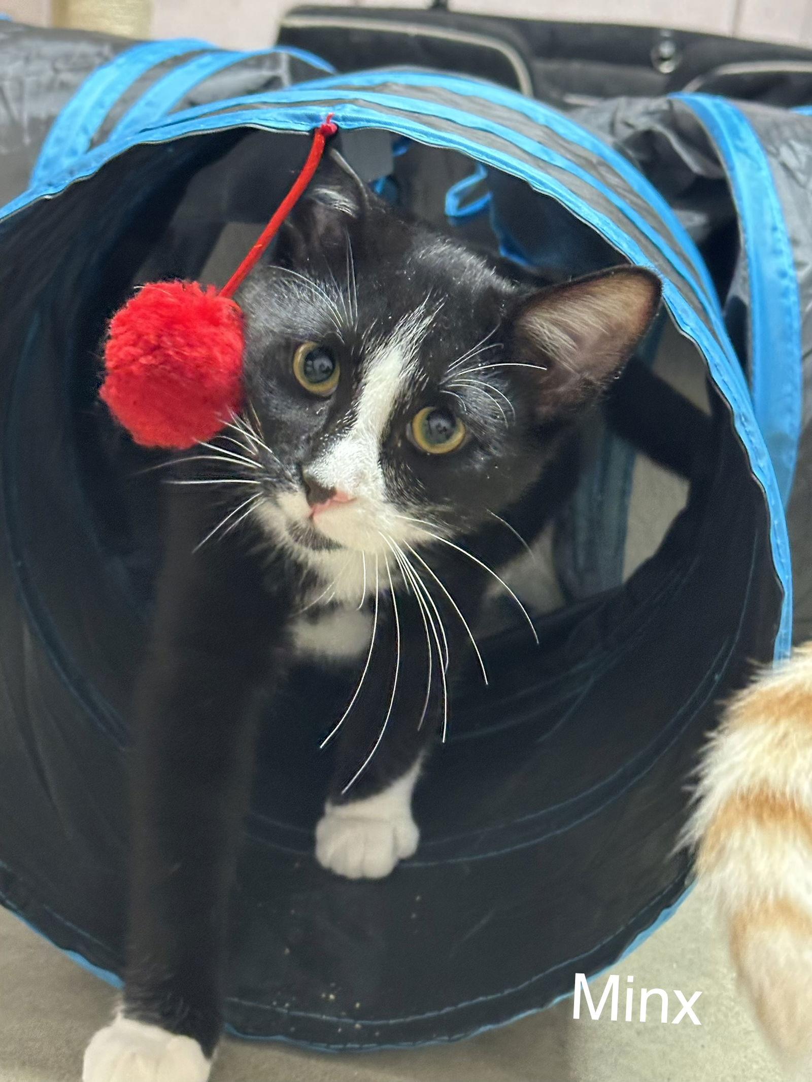 Enlarge Calvin, a Adoptable Domestic Short Hair in Stover, MO image 3/3