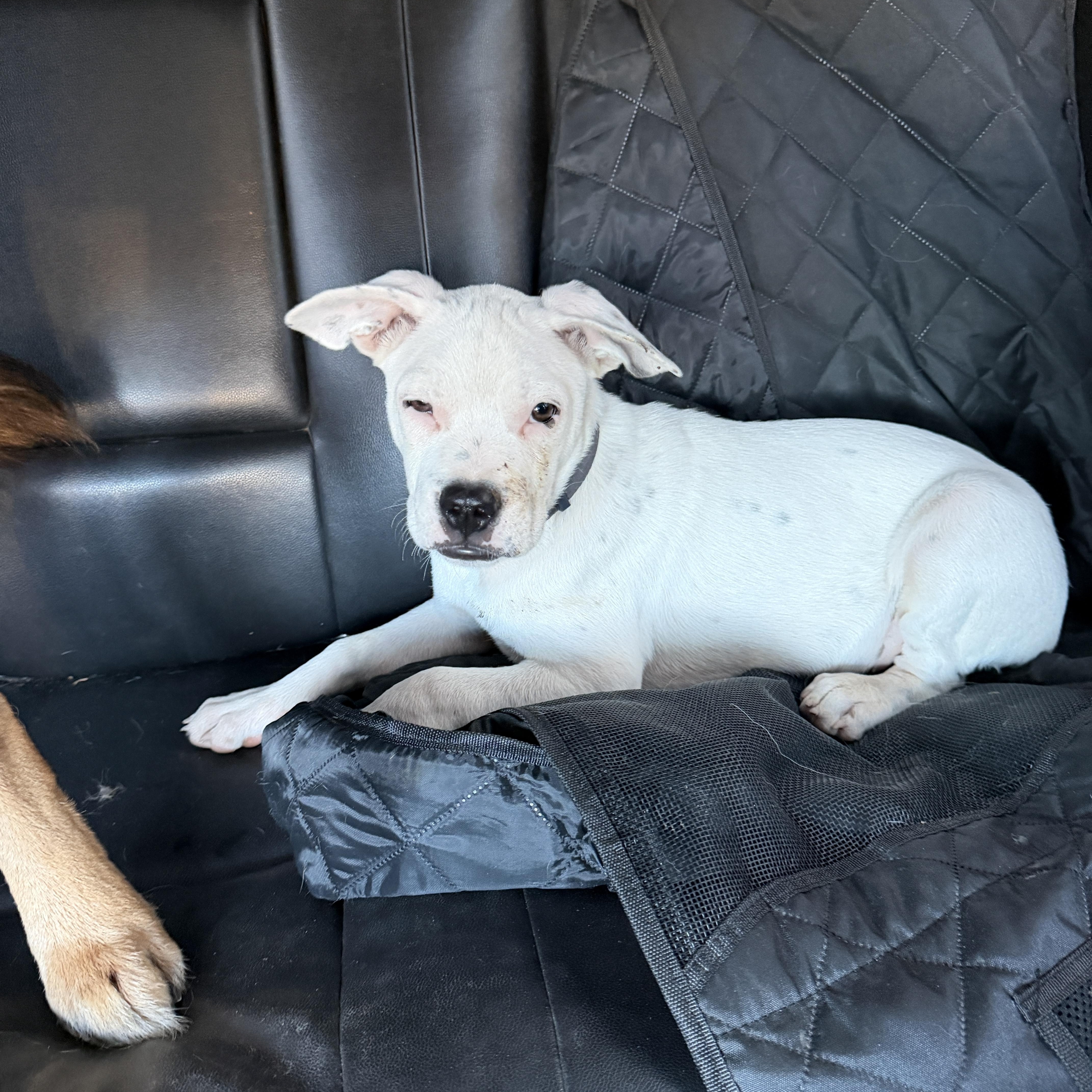 Kavu, a ADOPTABLE mixed breed in Gilbert, AZ image 6/6