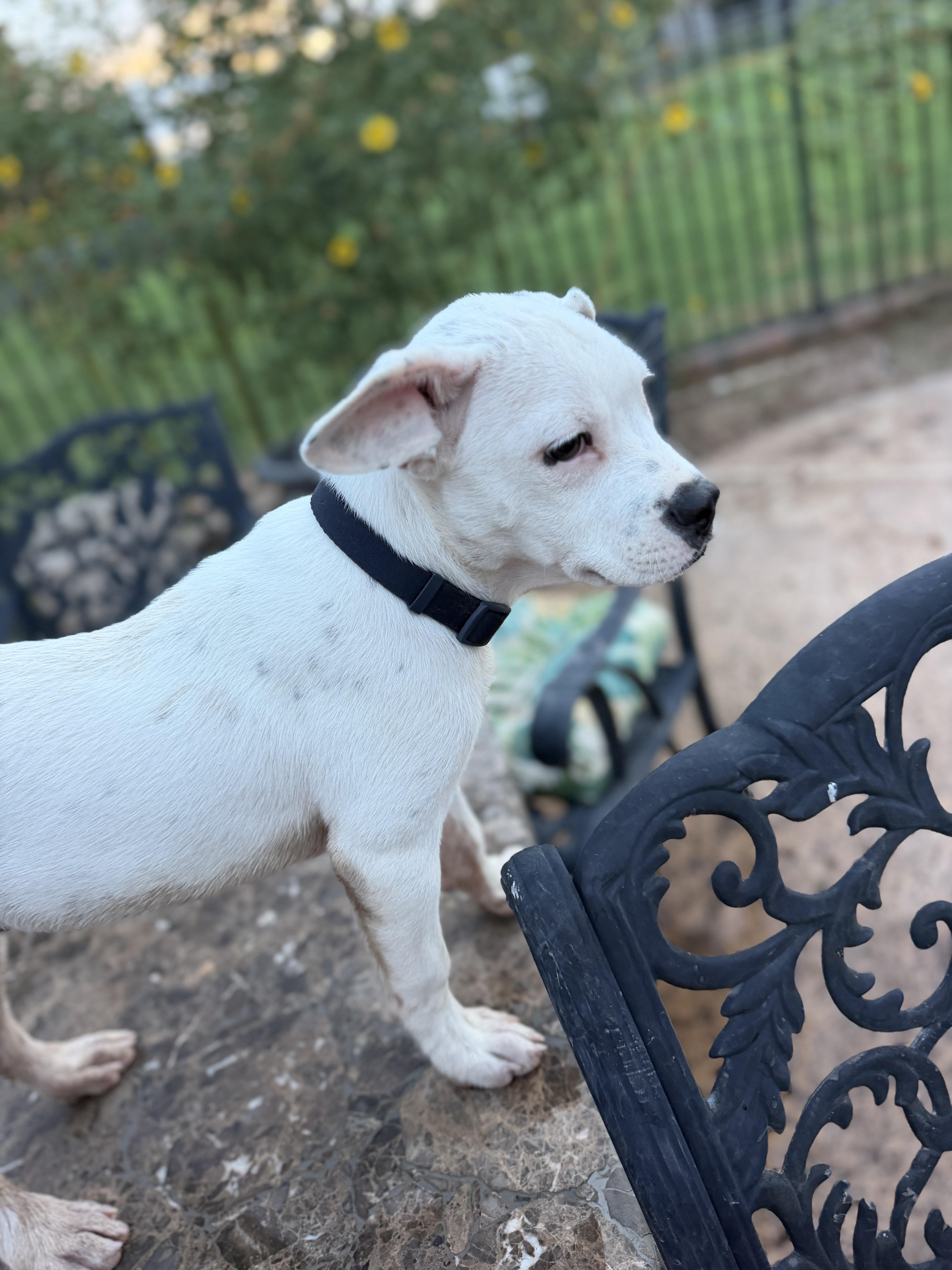 Kavu, a ADOPTABLE mixed breed in Gilbert, AZ image 5/6