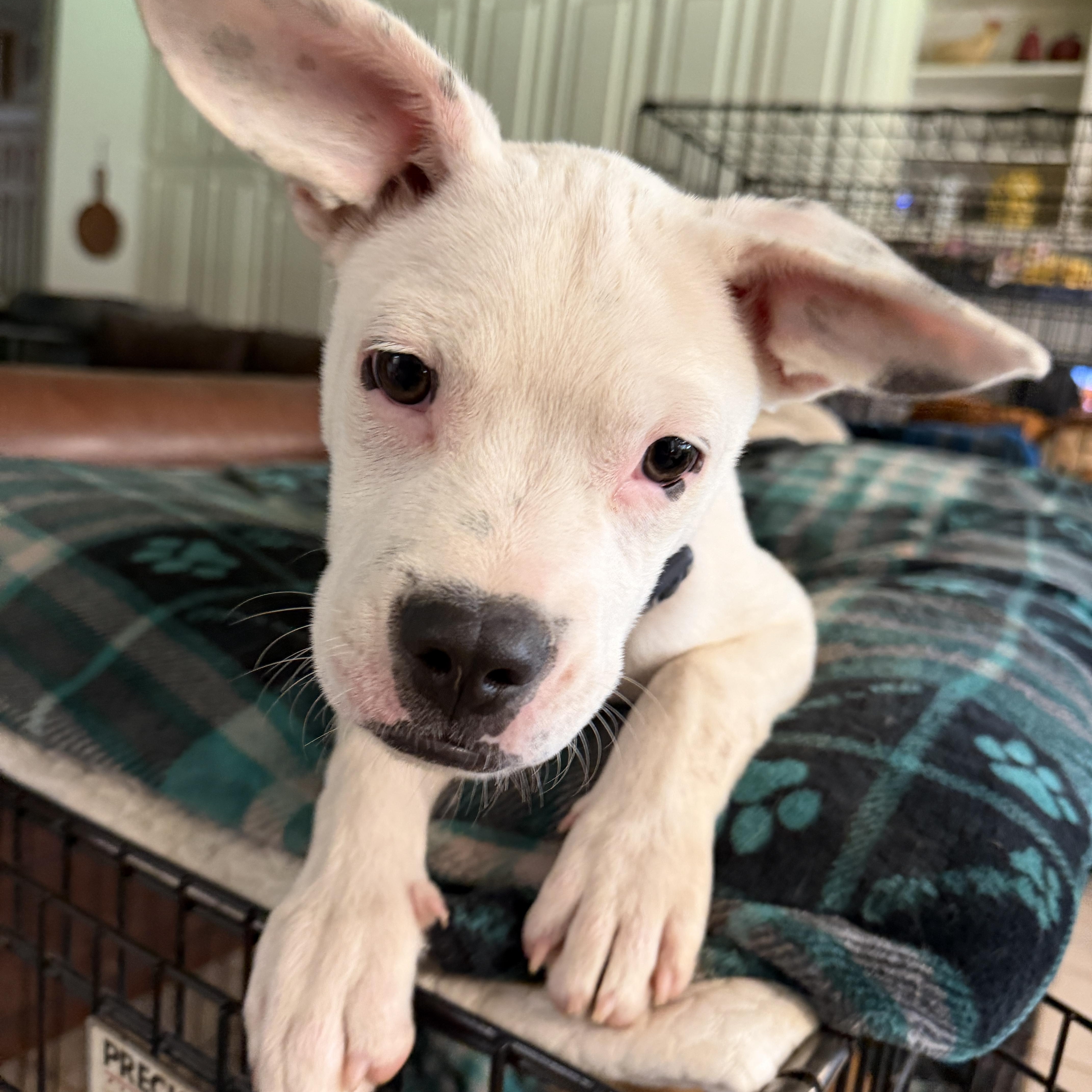 Kavu, a ADOPTABLE mixed breed in Gilbert, AZ image 4/6