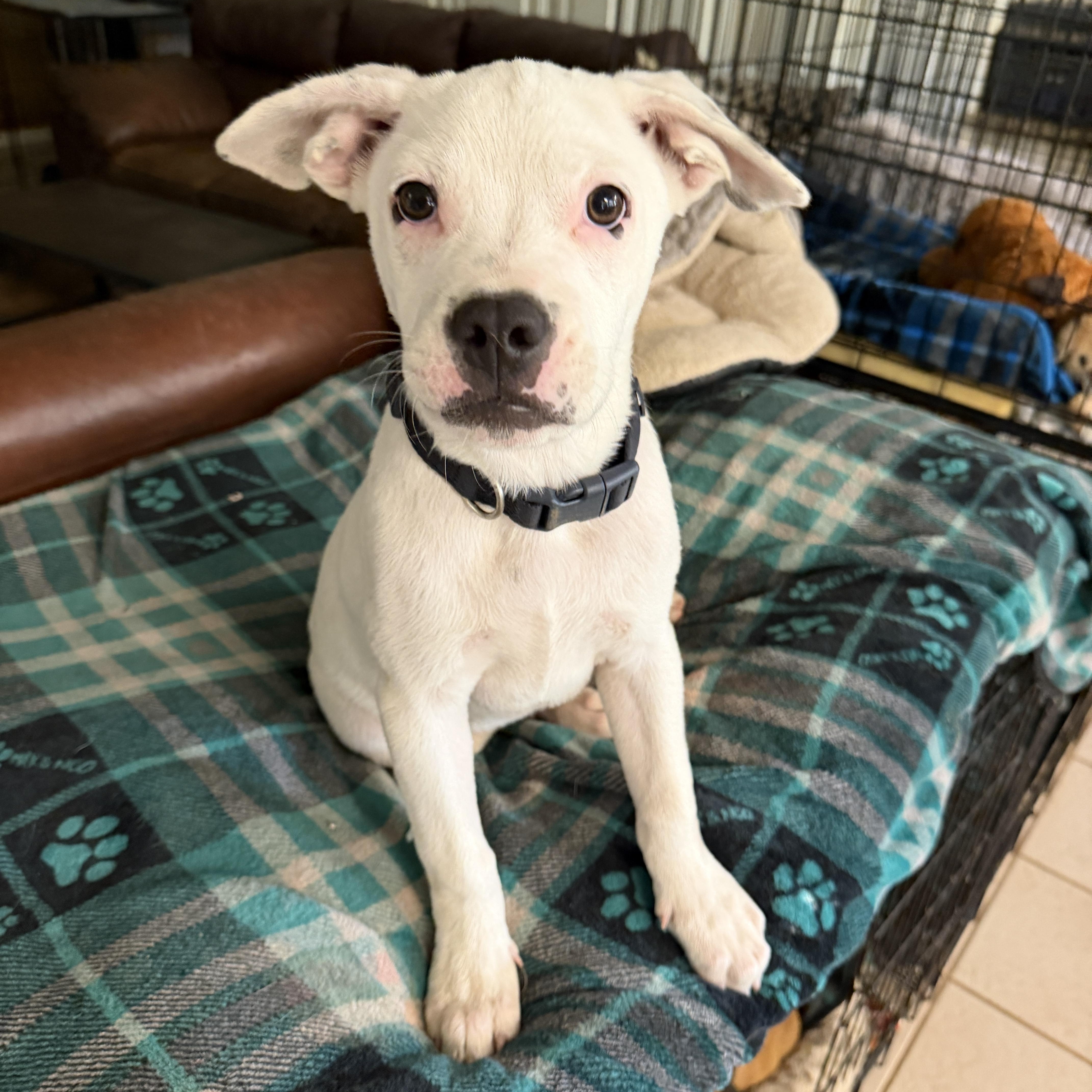 Kavu, a ADOPTABLE mixed breed in Gilbert, AZ image 3/6