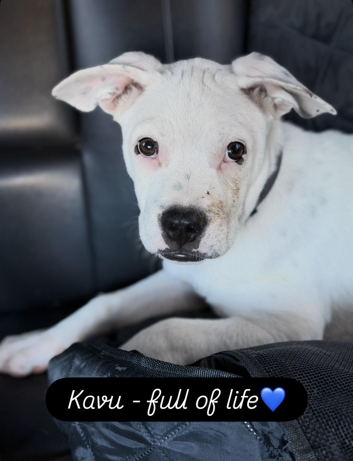Kavu, ADOPTABLE, Puppy Male Boxer & French Bulldog.