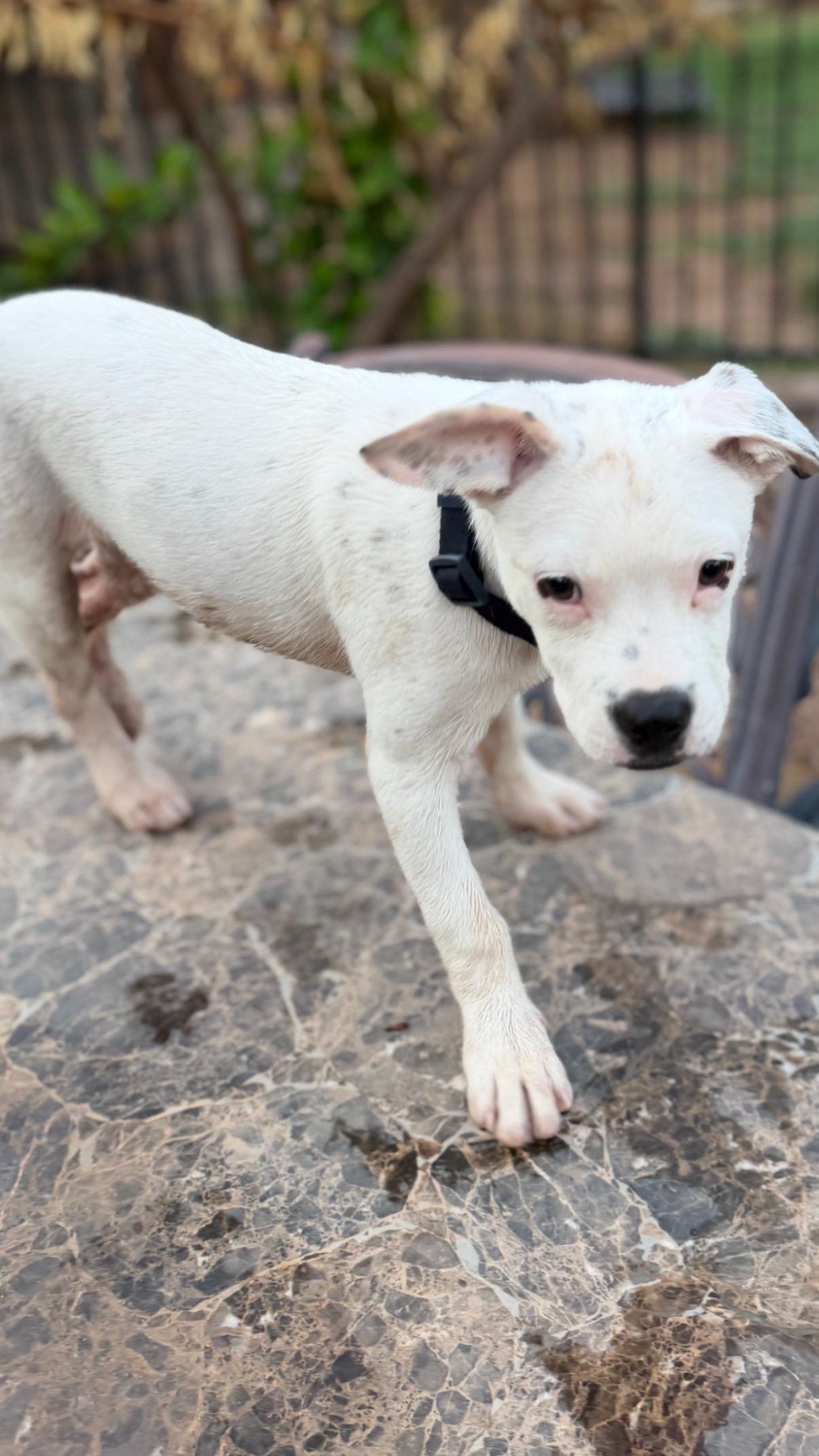 Kavu, a ADOPTABLE mixed breed in Gilbert, AZ image 2/6