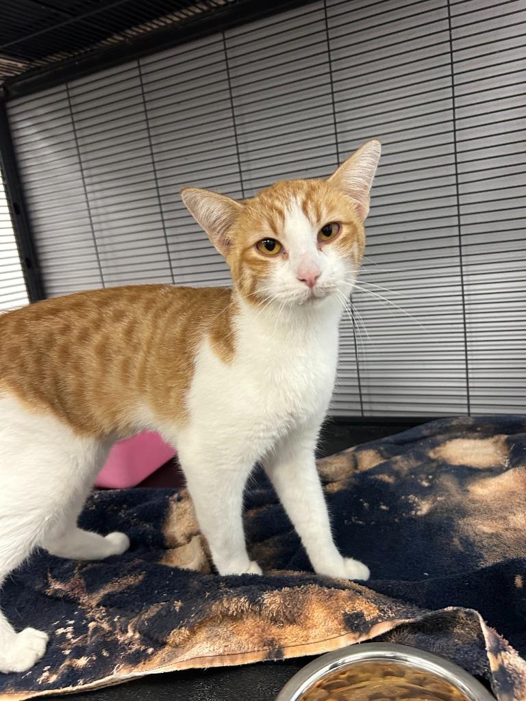 Craigella, Adoptable, Young Female Domestic Short Hair.